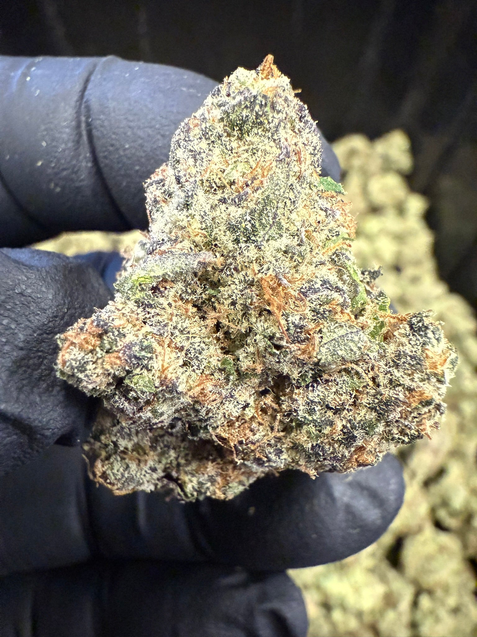 Desert Storm - Damn Good | Legal Cannabis