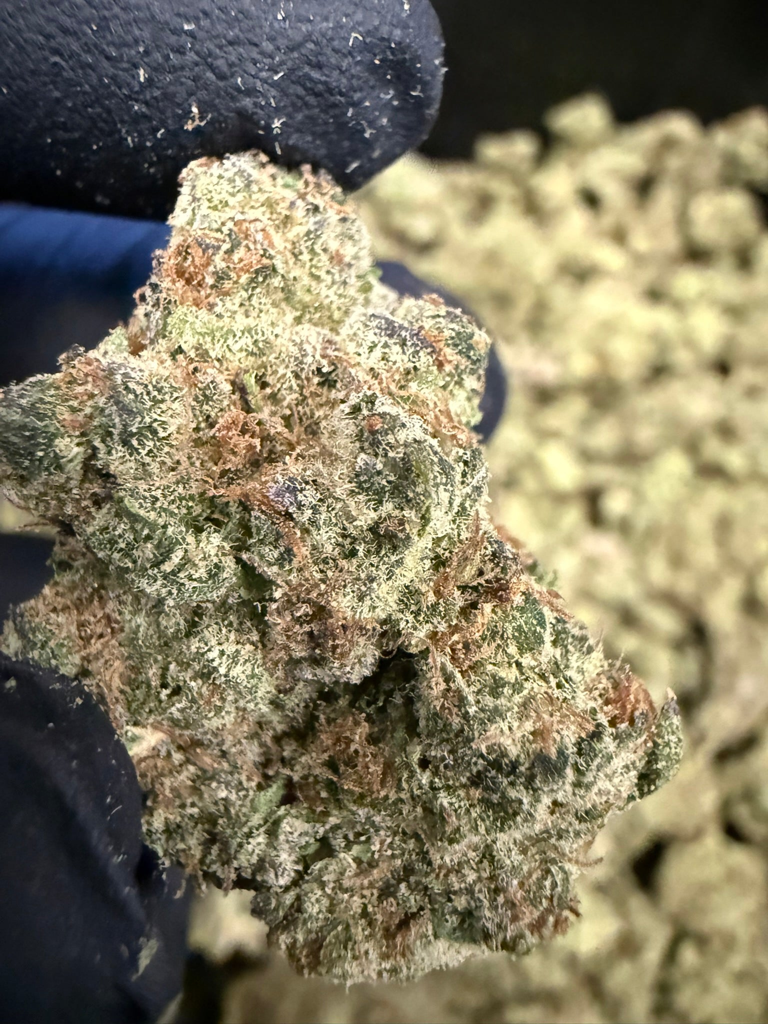 Desert Storm - Damn Good | Legal Cannabis