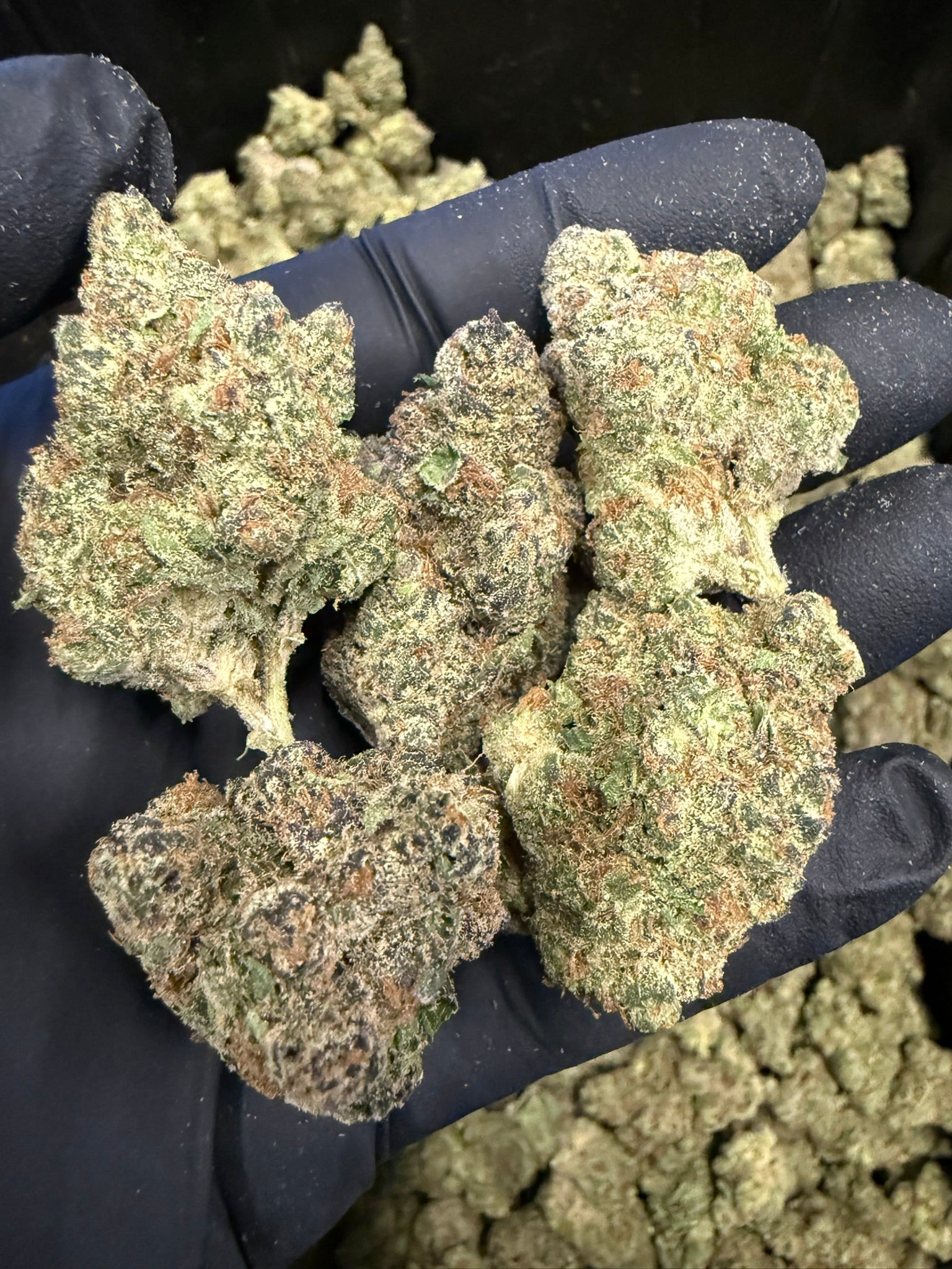 Desert Storm - Damn Good | Legal Cannabis