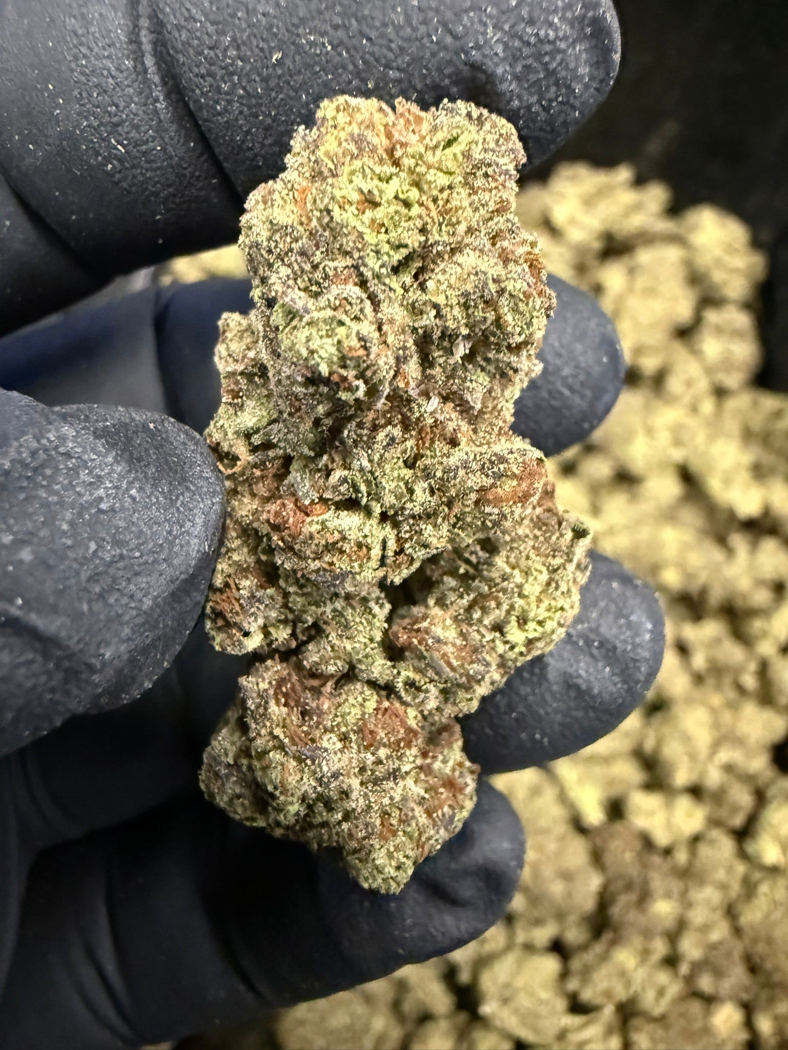 Cherry Sakura - Damn Good | Legal Cannabis