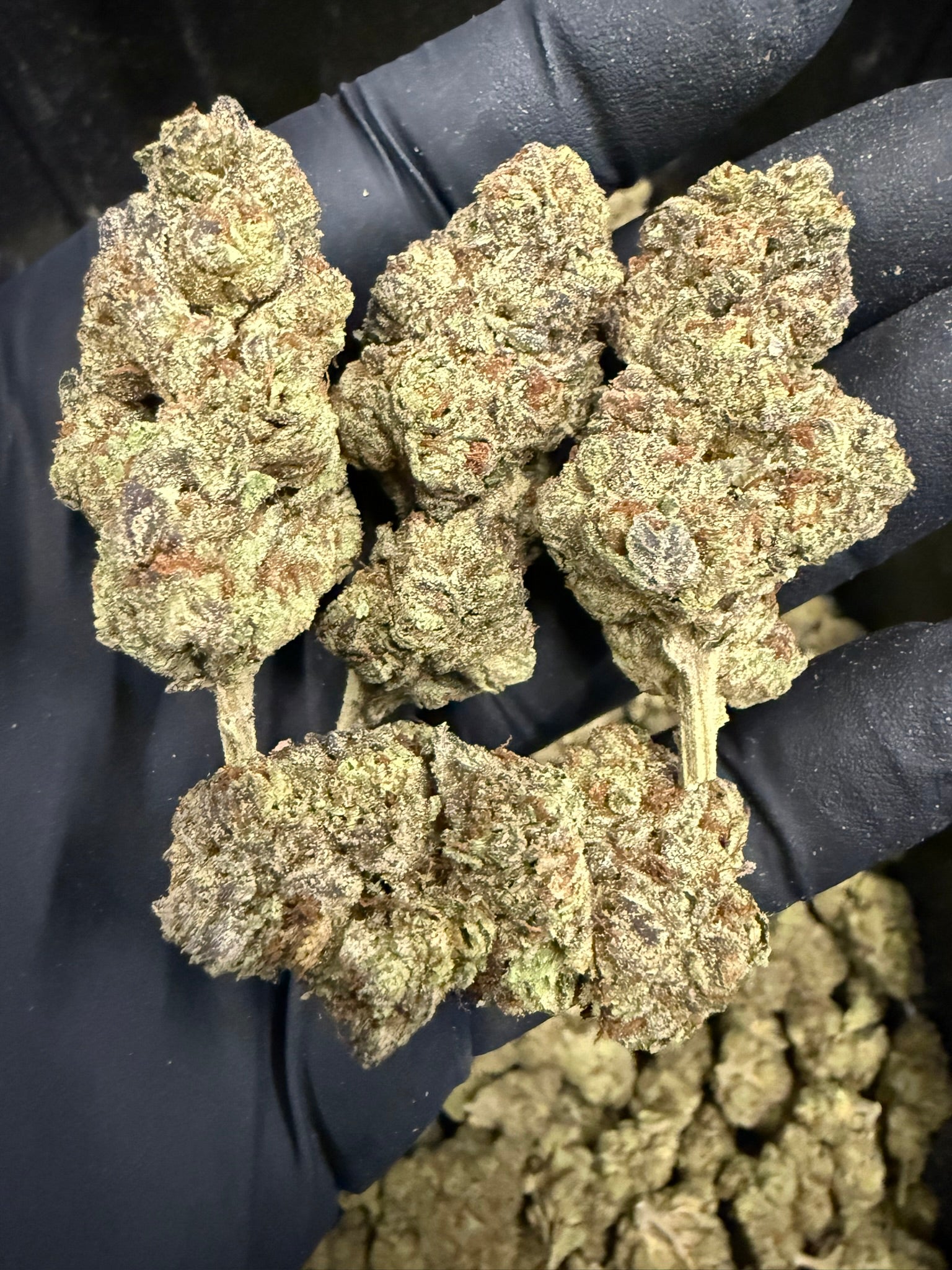 Cherry Sakura - Damn Good | Legal Cannabis