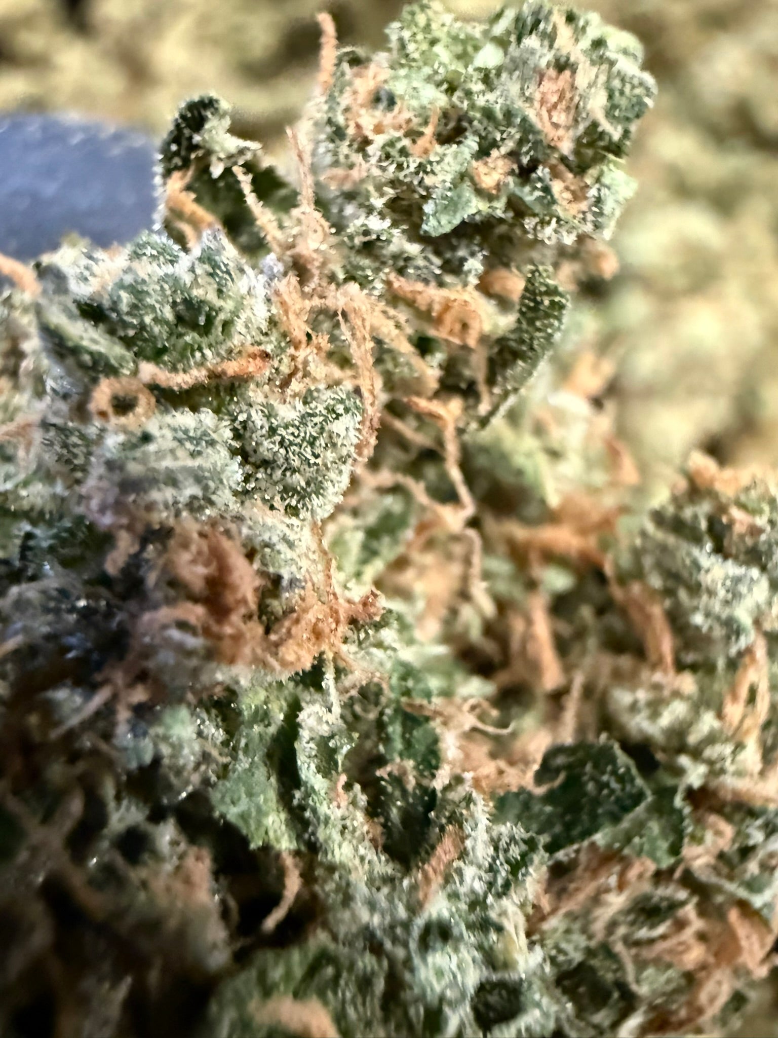 Super Lemon Haze - Damn Good | Legal Cannabis