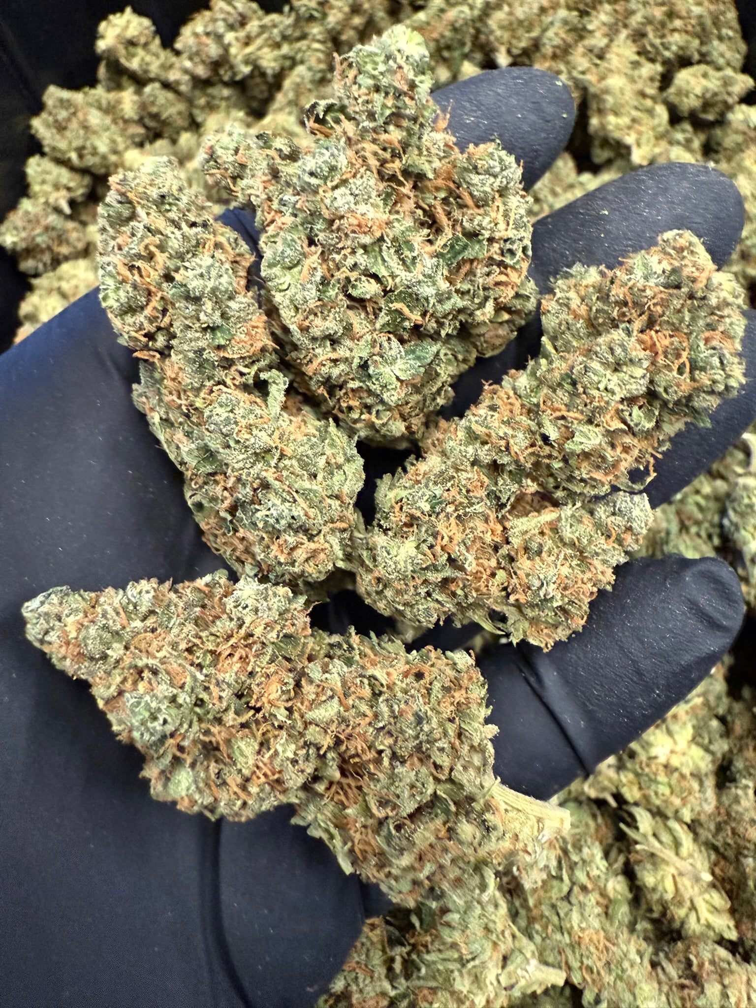 Super Lemon Haze - Damn Good | Legal Cannabis