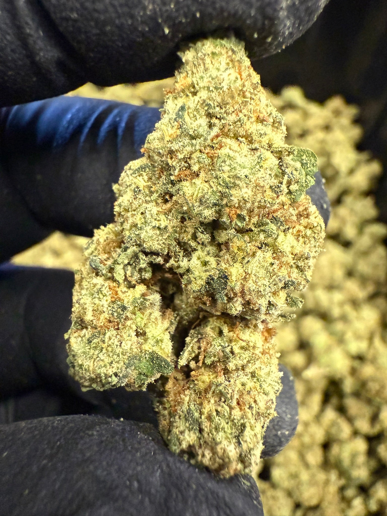 Cadillac Rainbow - Damn Good | Legal Cannabis