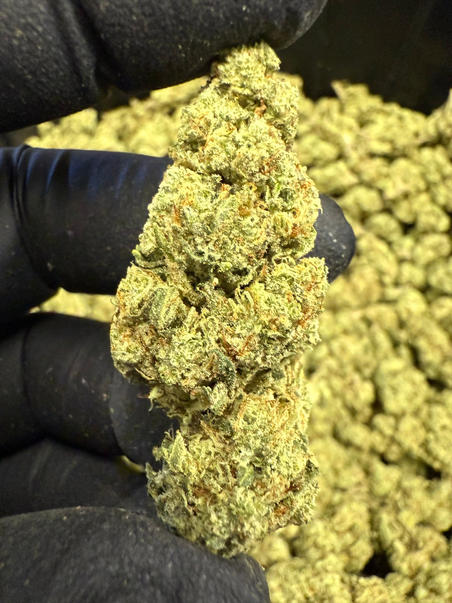 Gelato 25 x Dosidos - Damn Good | Legal Cannabis