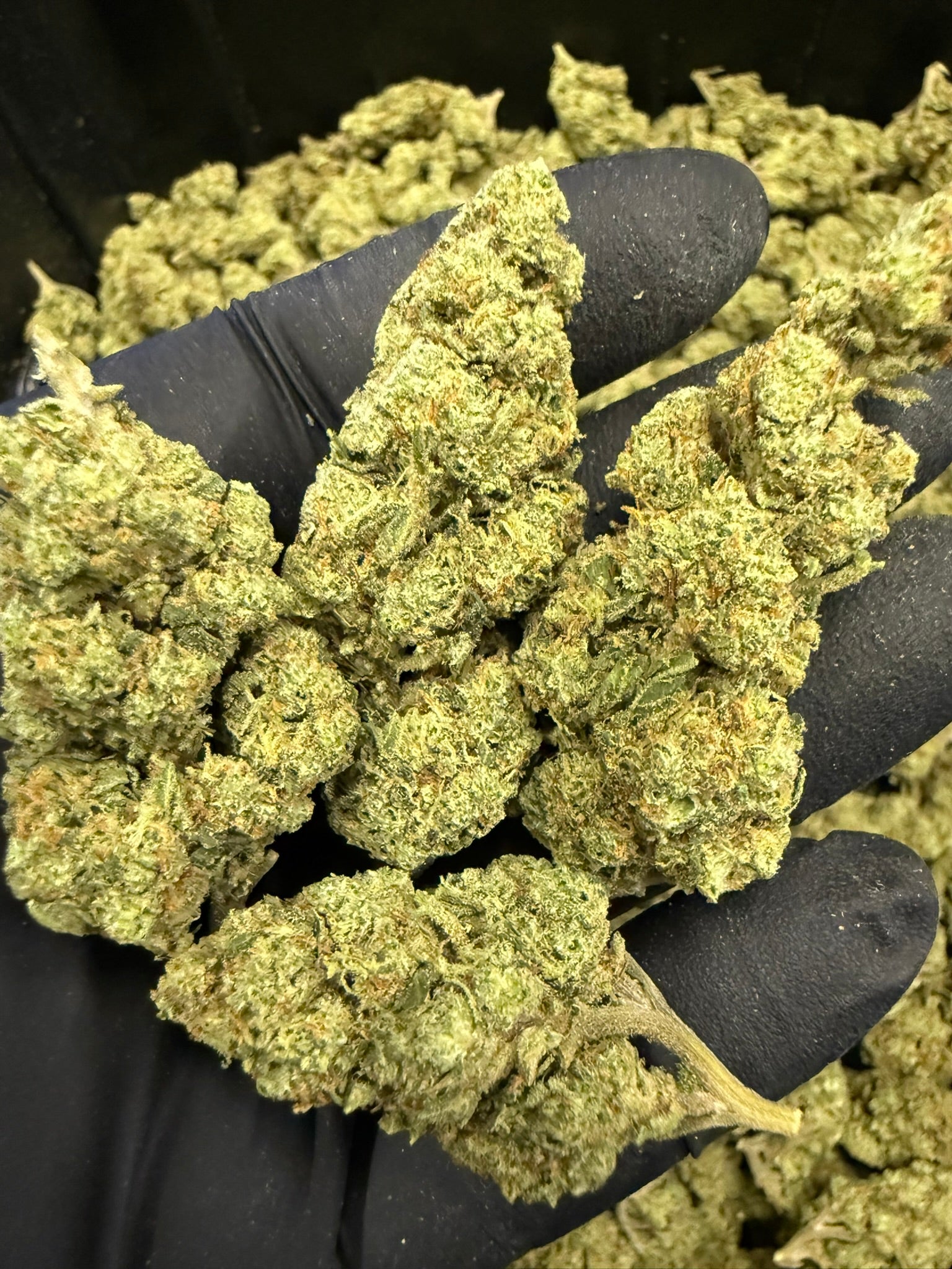 Gelato 25 x Dosidos - Damn Good | Legal Cannabis