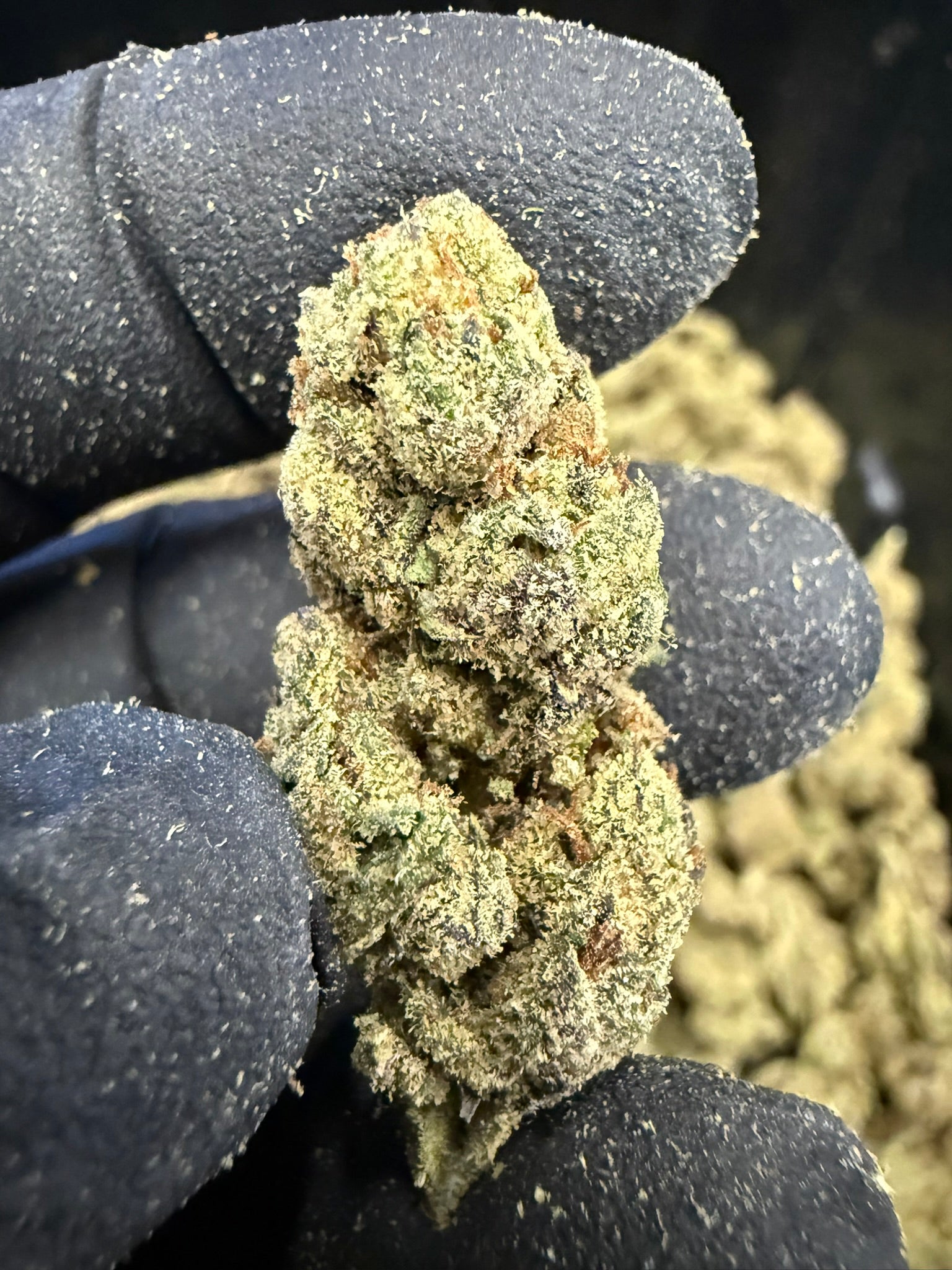 Frosted Runts Smalls - Damn Good | Legal Cannabis