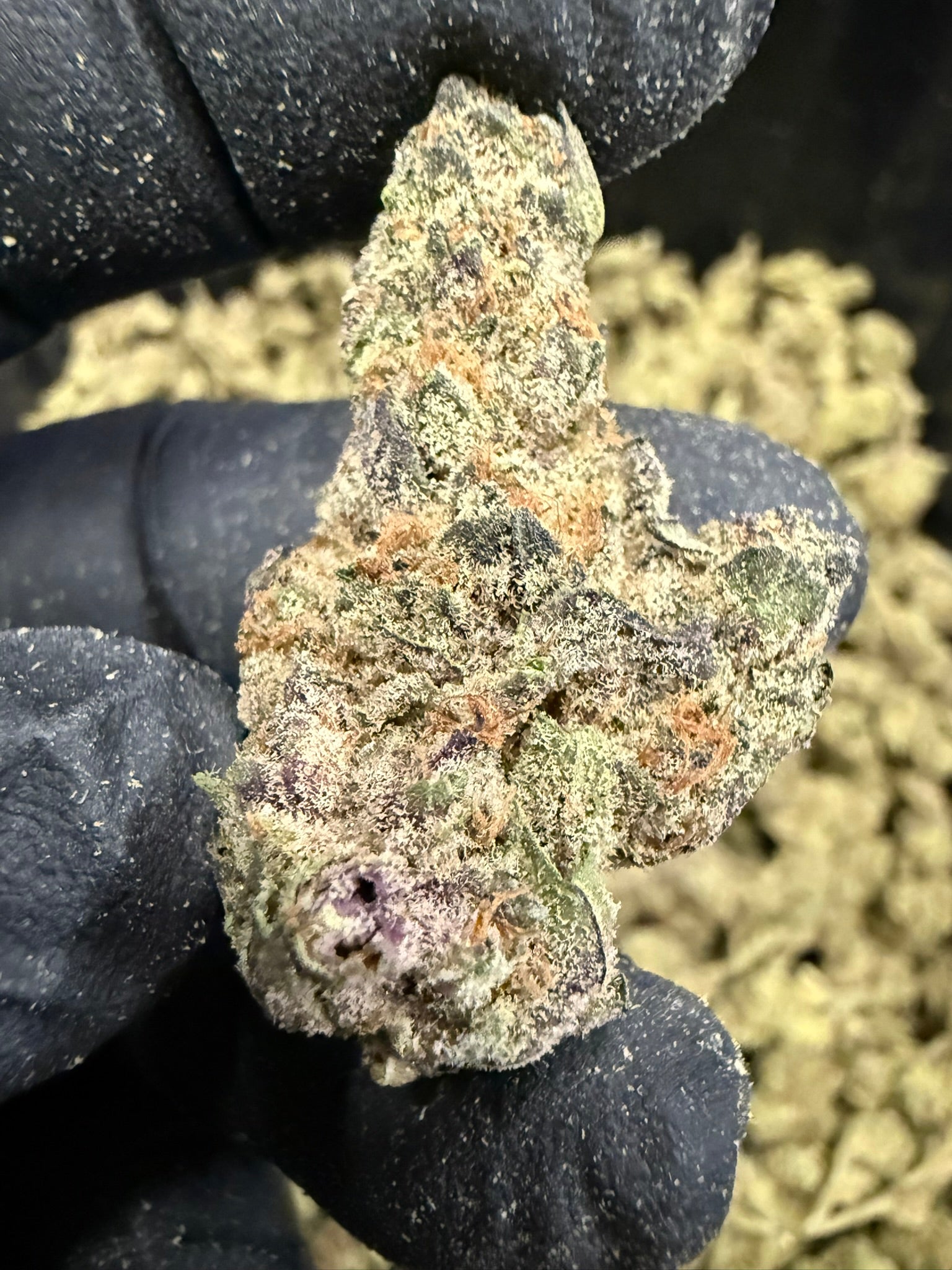 Blockberry - Damn Good | Legal Cannabis