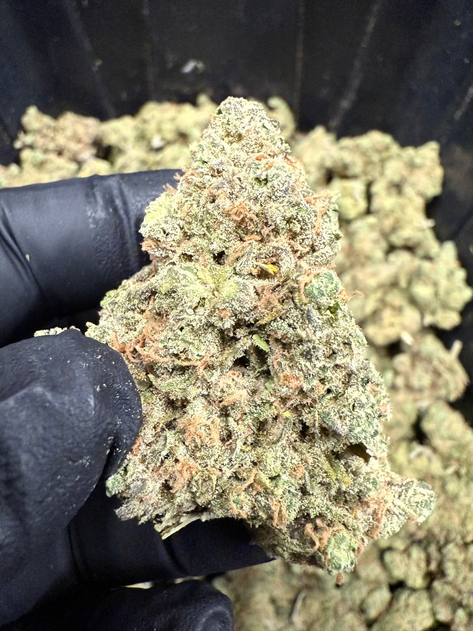 Blue Dream x SSH - Damn Good | Legal Cannabis