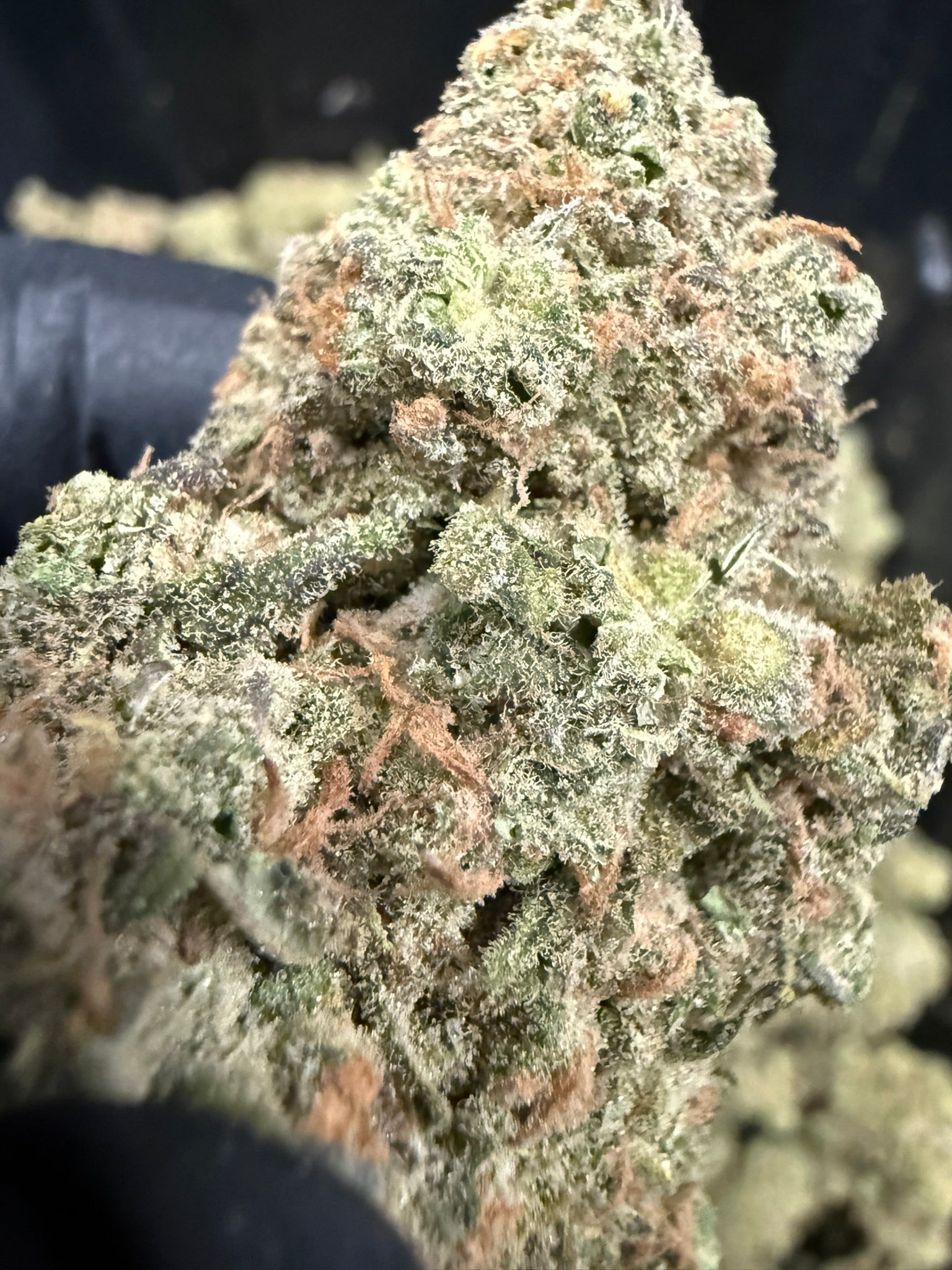 Blue Dream x SSH - Damn Good | Legal Cannabis