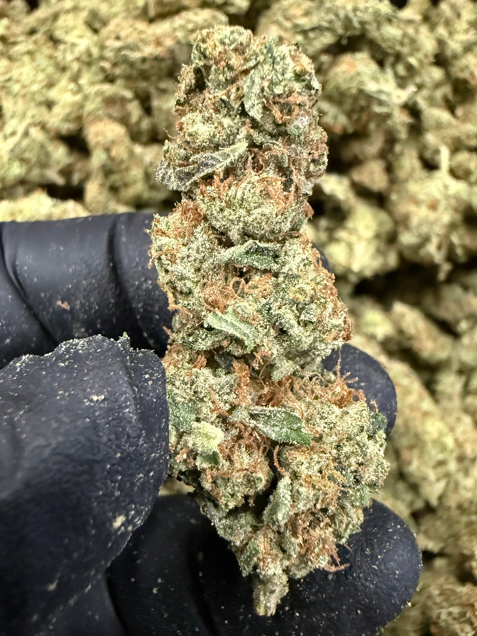 Amber Rose - Damn Good | Legal Cannabis