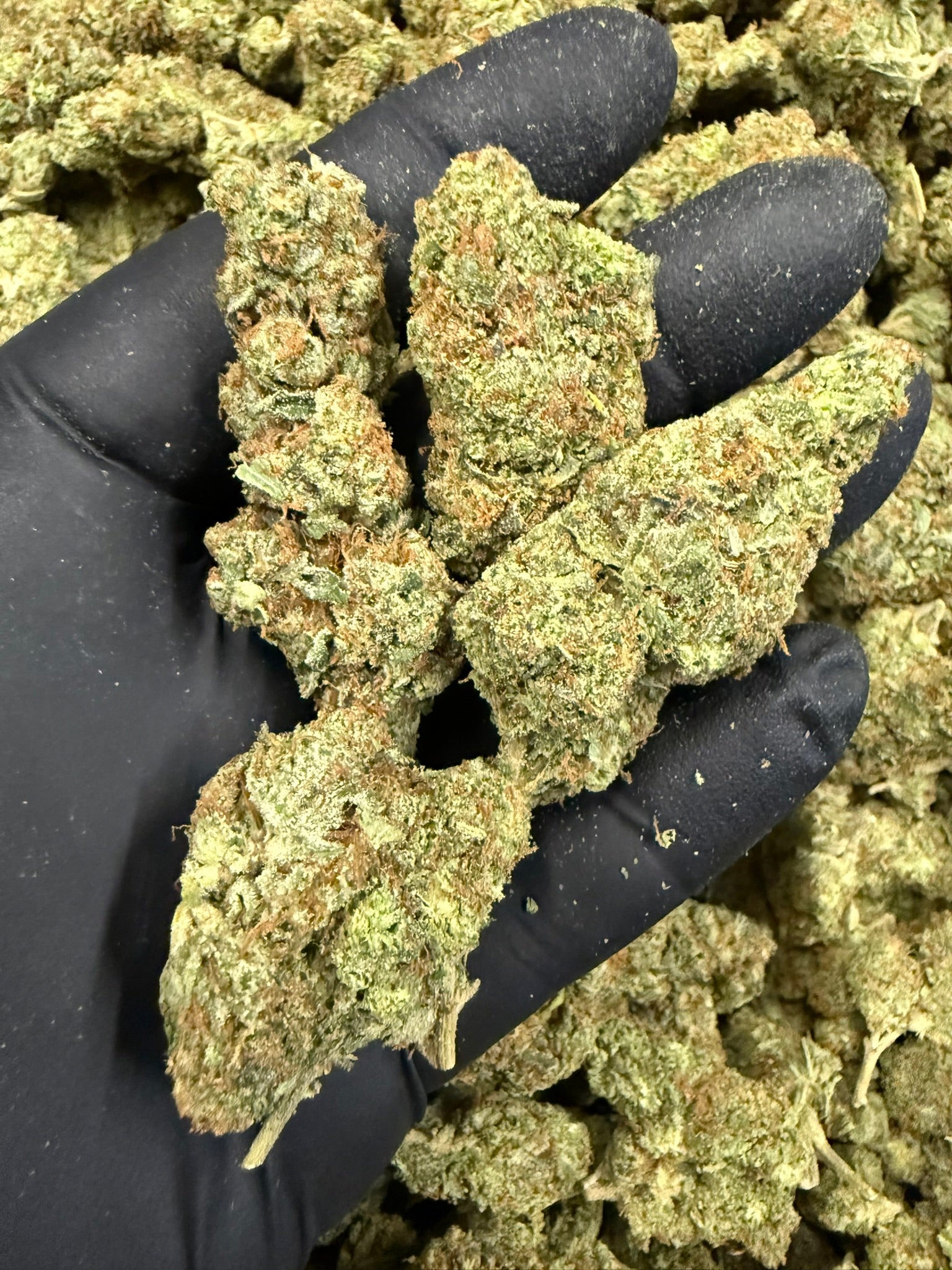 Amber Rose - Damn Good | Legal Cannabis