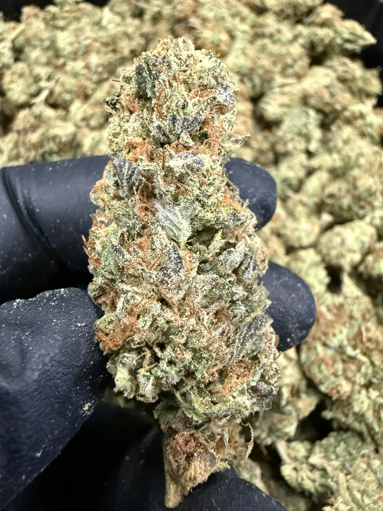 OZ Kush - Damn Good | Legal Cannabis