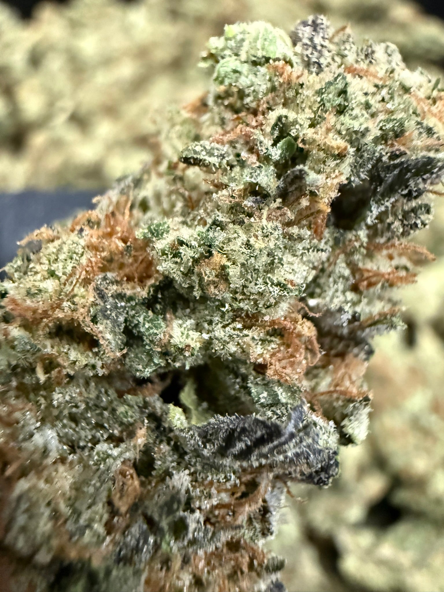 OZ Kush - Damn Good | Legal Cannabis