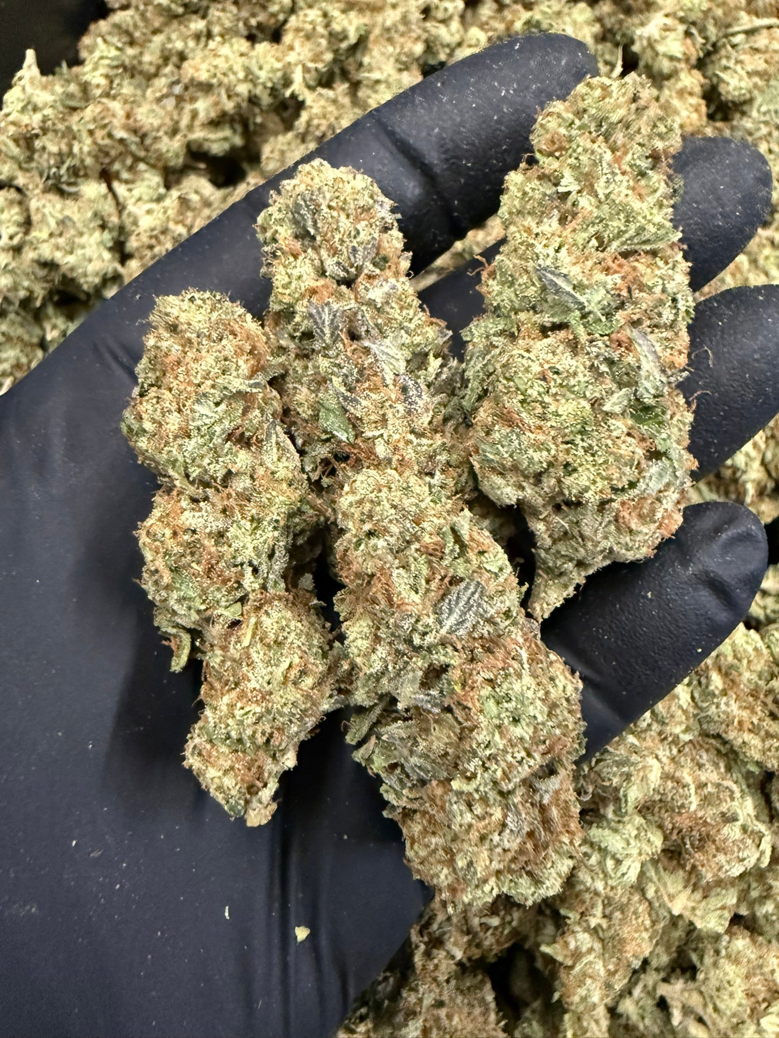 OZ Kush - Damn Good | Legal Cannabis