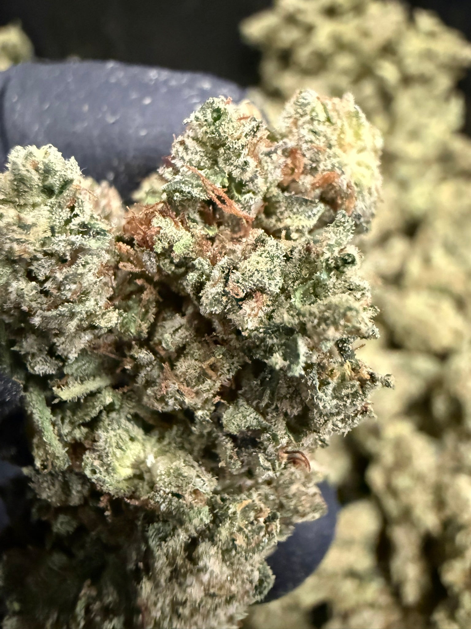 Original Glue - Damn Good | Legal Cannabis
