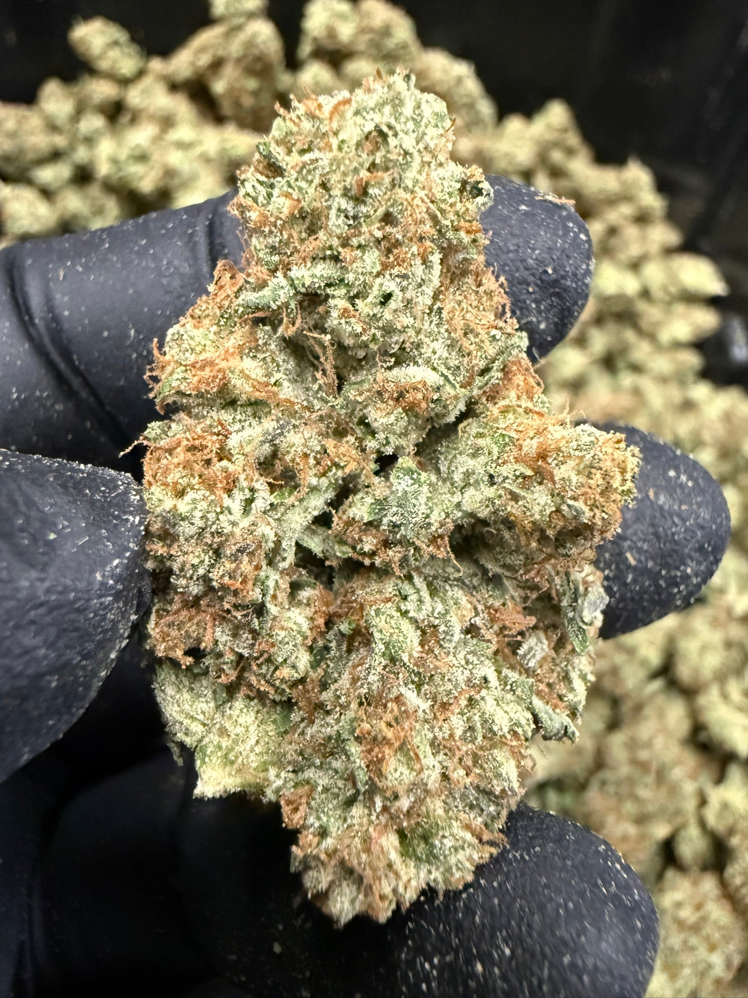 Black Diesel - Damn Good | Legal Cannabis