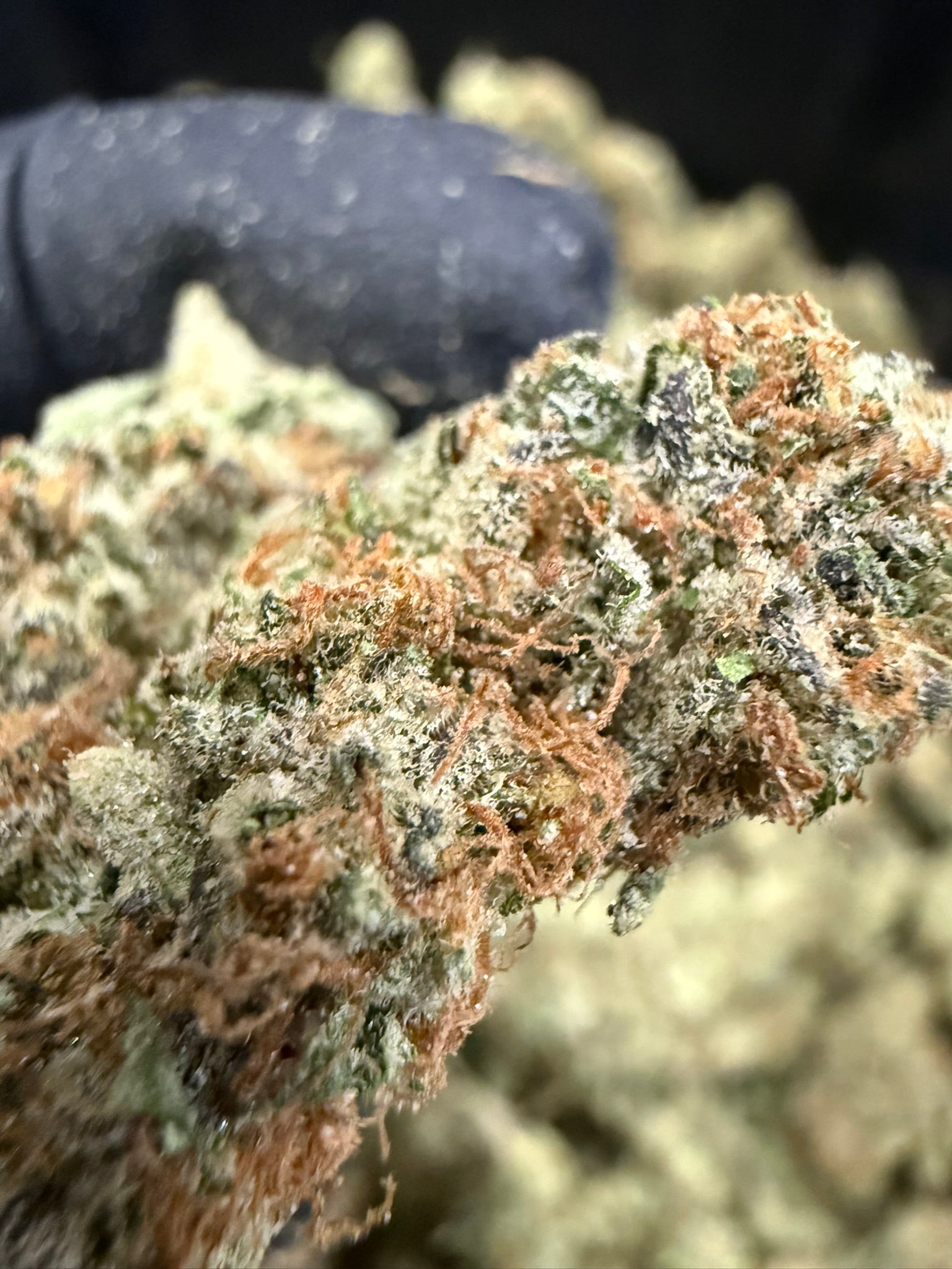 Black Diesel - Damn Good | Legal Cannabis