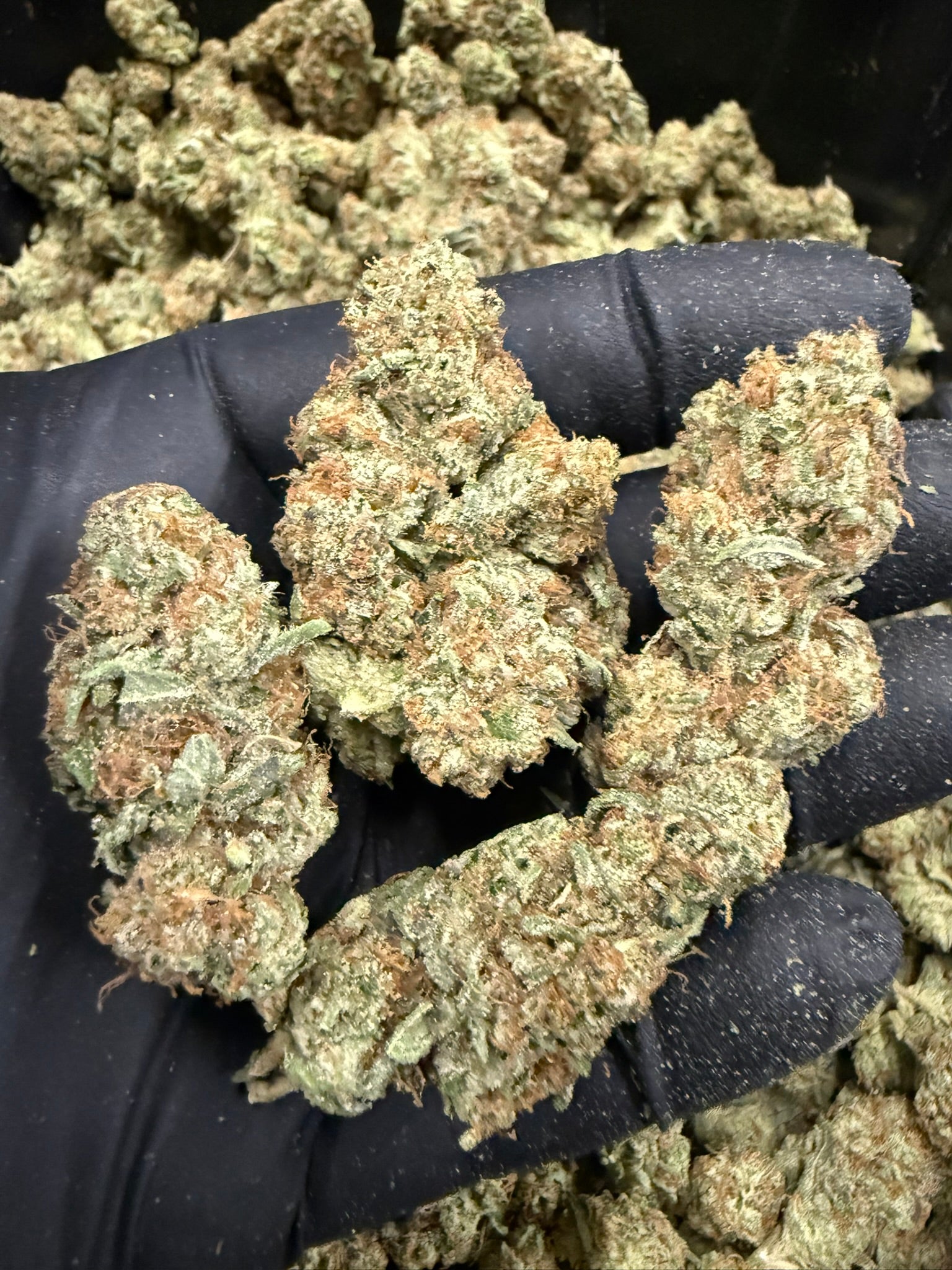 Black Diesel - Damn Good | Legal Cannabis