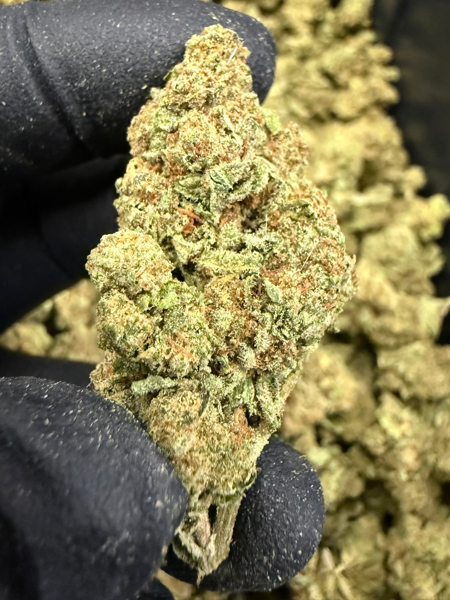 Animal Tsunami - Damn Good | Legal Cannabis