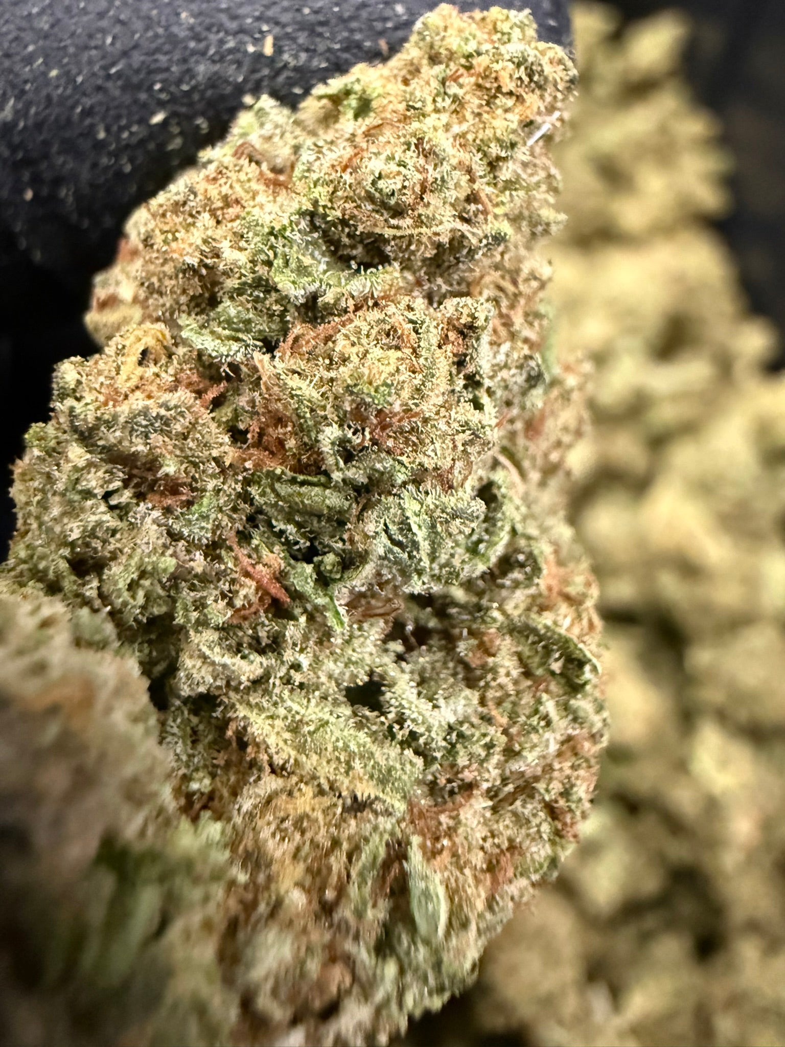 Animal Tsunami - Damn Good | Legal Cannabis