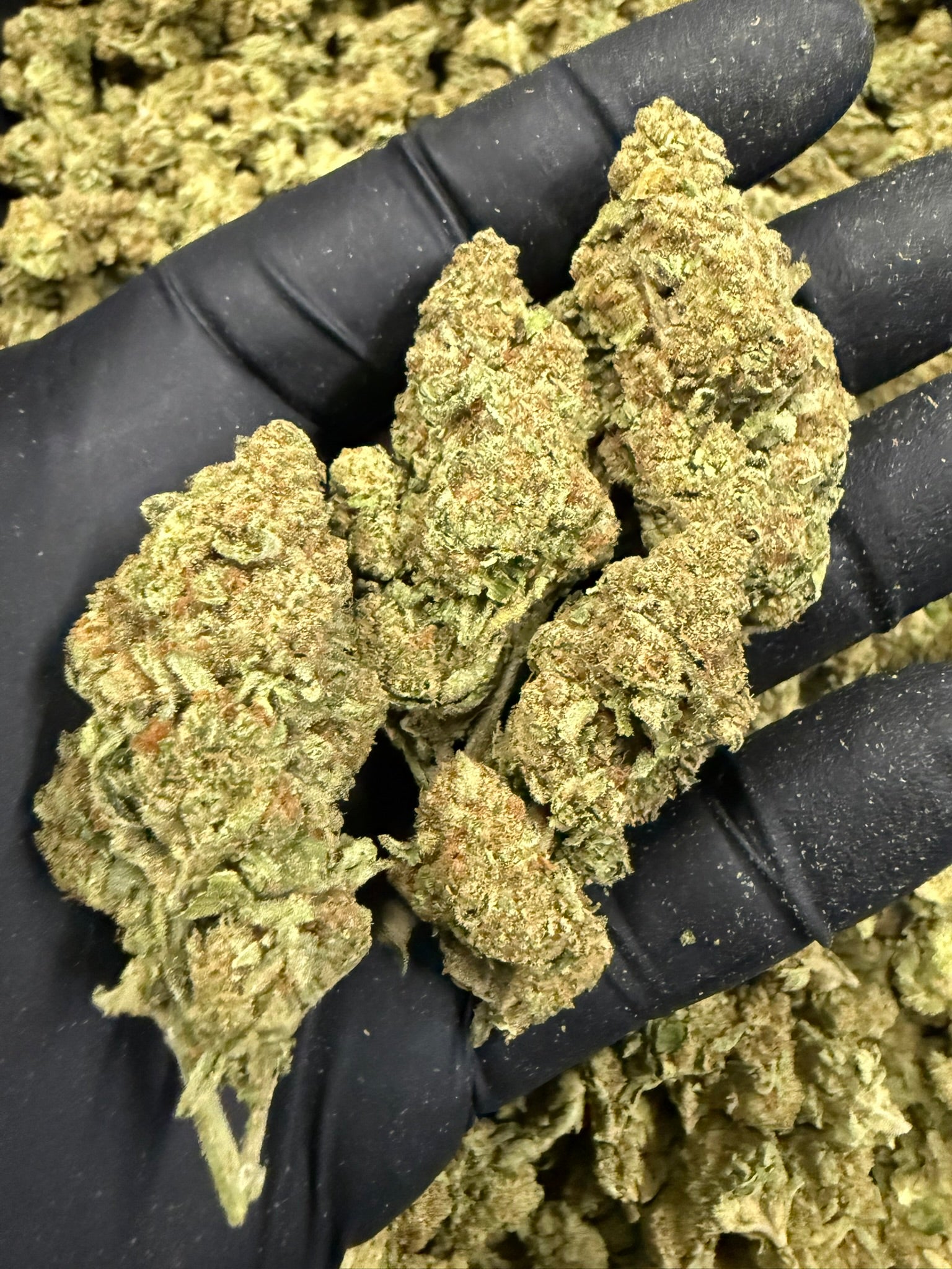 Animal Tsunami - Damn Good | Legal Cannabis