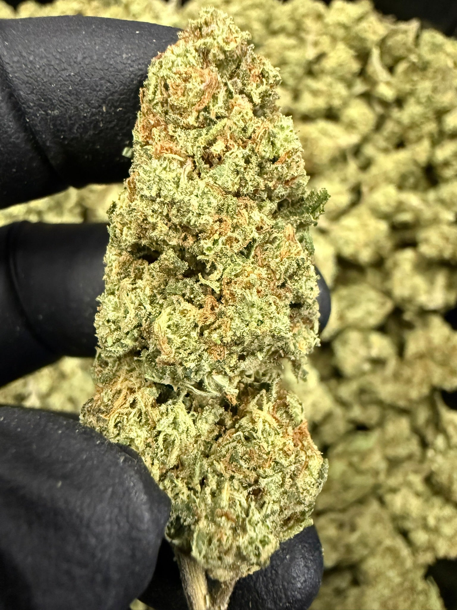 Bubblegum Gelato - Damn Good | Legal Cannabis