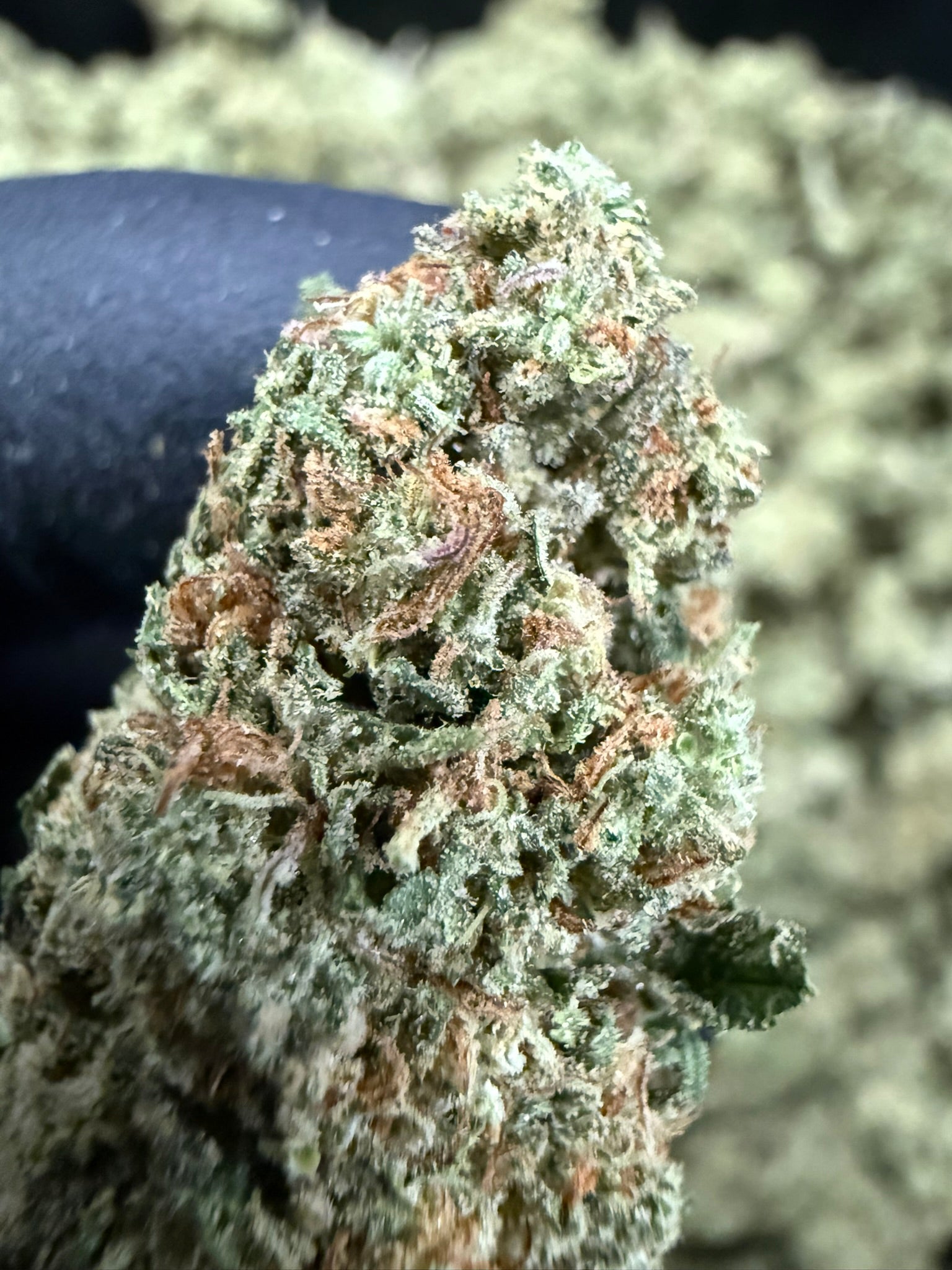 Bubblegum Gelato - Damn Good | Legal Cannabis