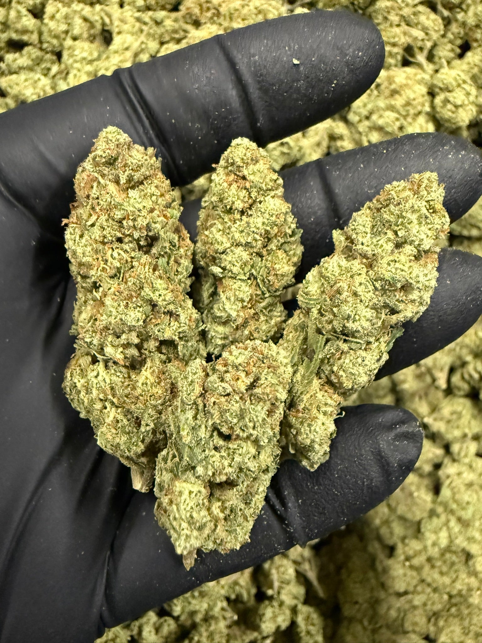 Bubblegum Gelato - Damn Good | Legal Cannabis