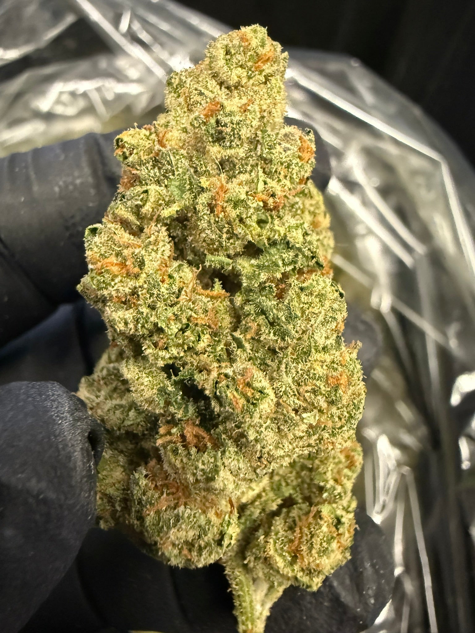 Lemon Pumpkin - Damn Good | Legal Cannabis