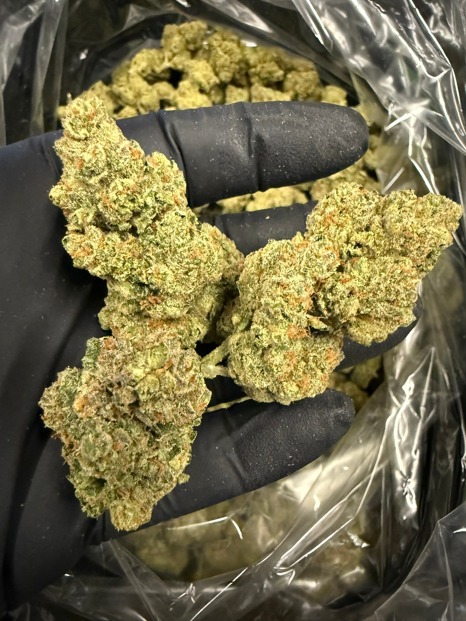 Lemon Pumpkin - Damn Good | Legal Cannabis