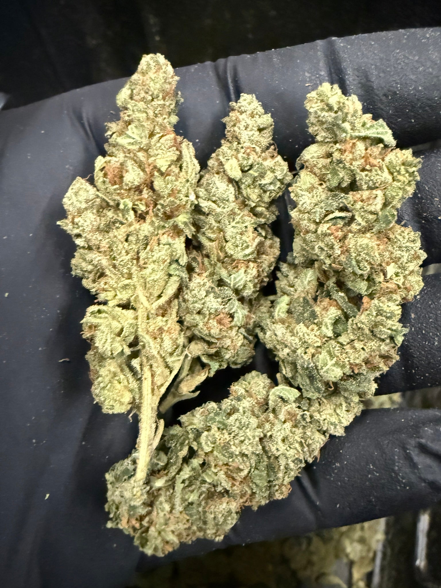 Banana Cream - Damn Good | Legal Cannabis