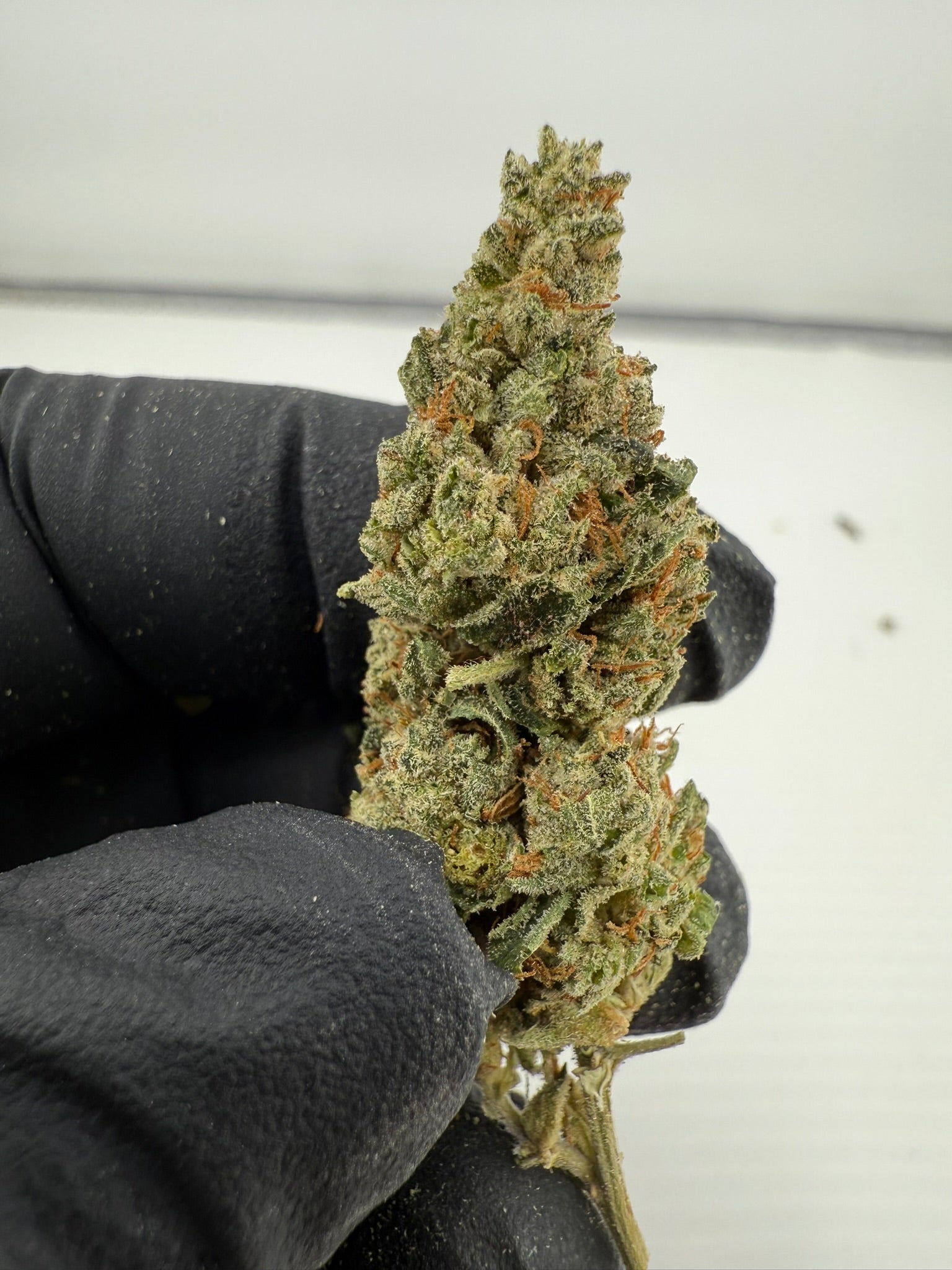 Banana Cream - Damn Good | Legal Cannabis