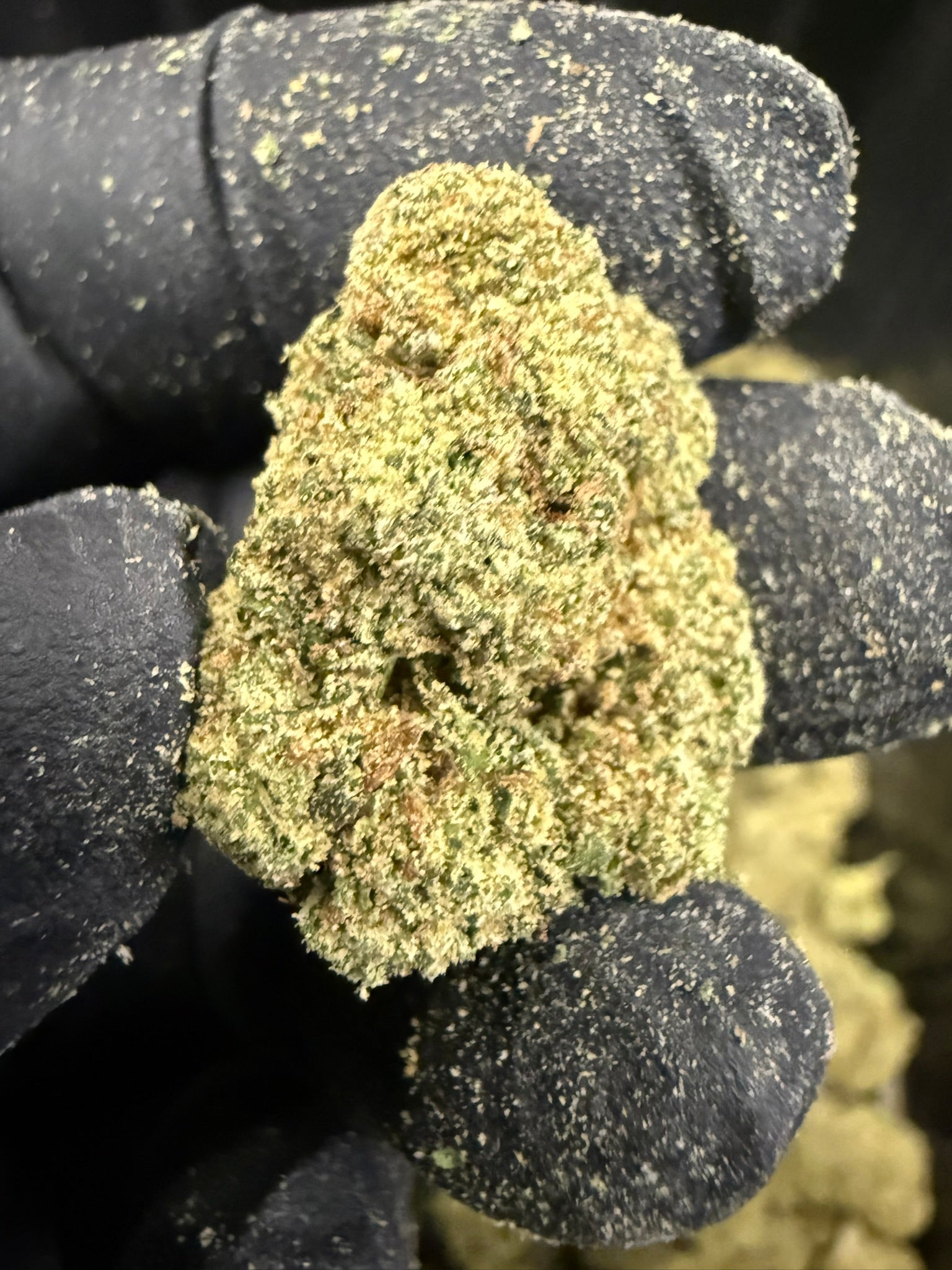 Strawberry Banana Smalls - Damn Good | Legal Cannabis