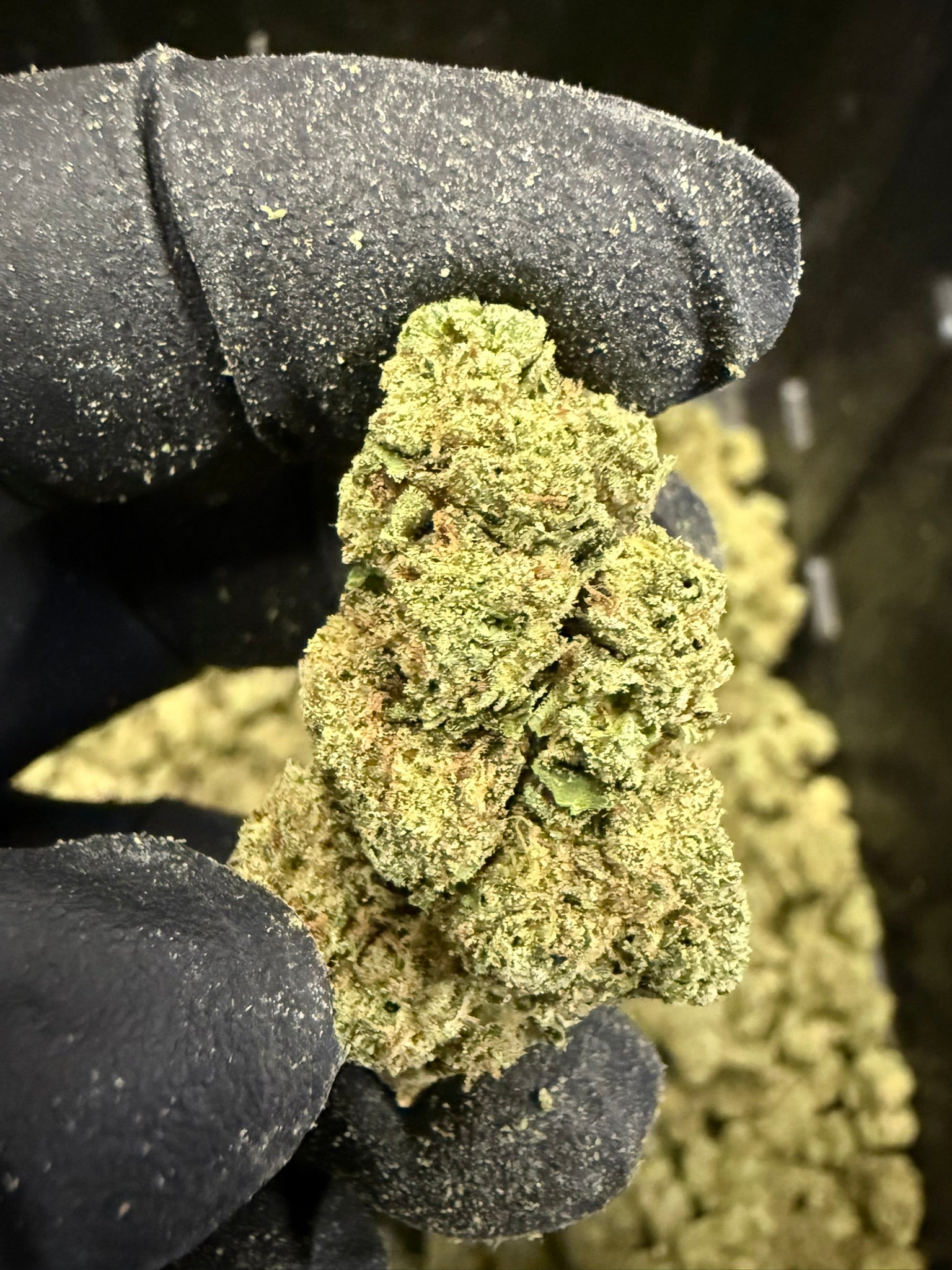 Lemon Cherry Runtz Smalls - Damn Good | Legal Cannabis