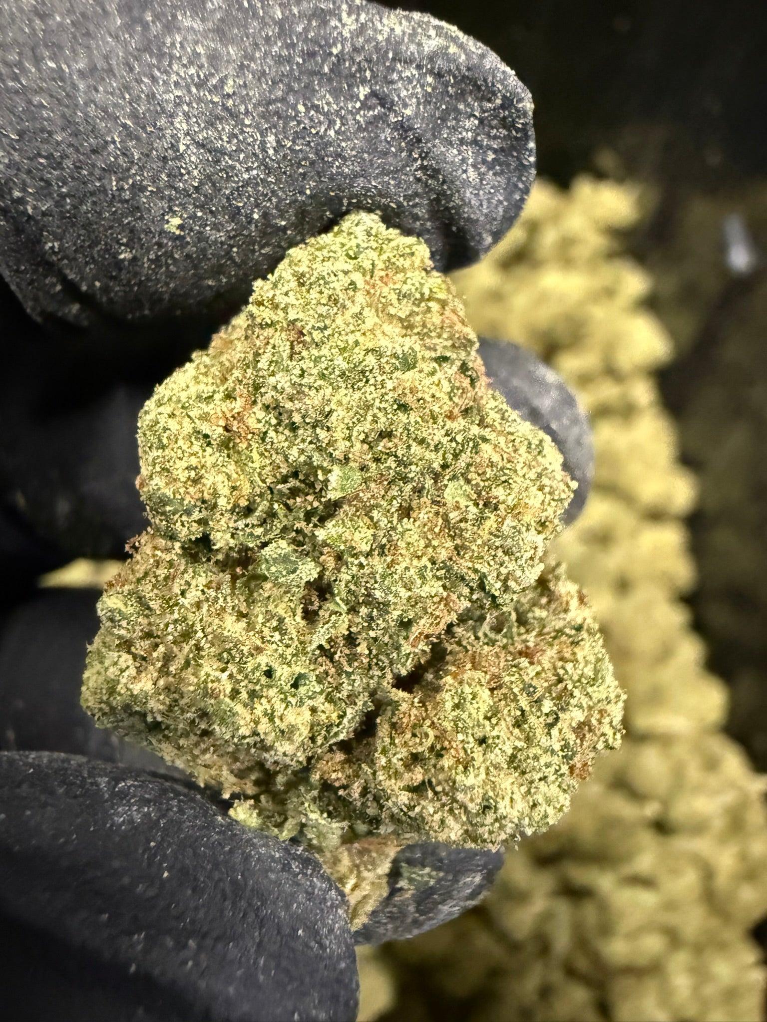 Yellow Zushi Smalls - Damn Good | Legal Cannabis