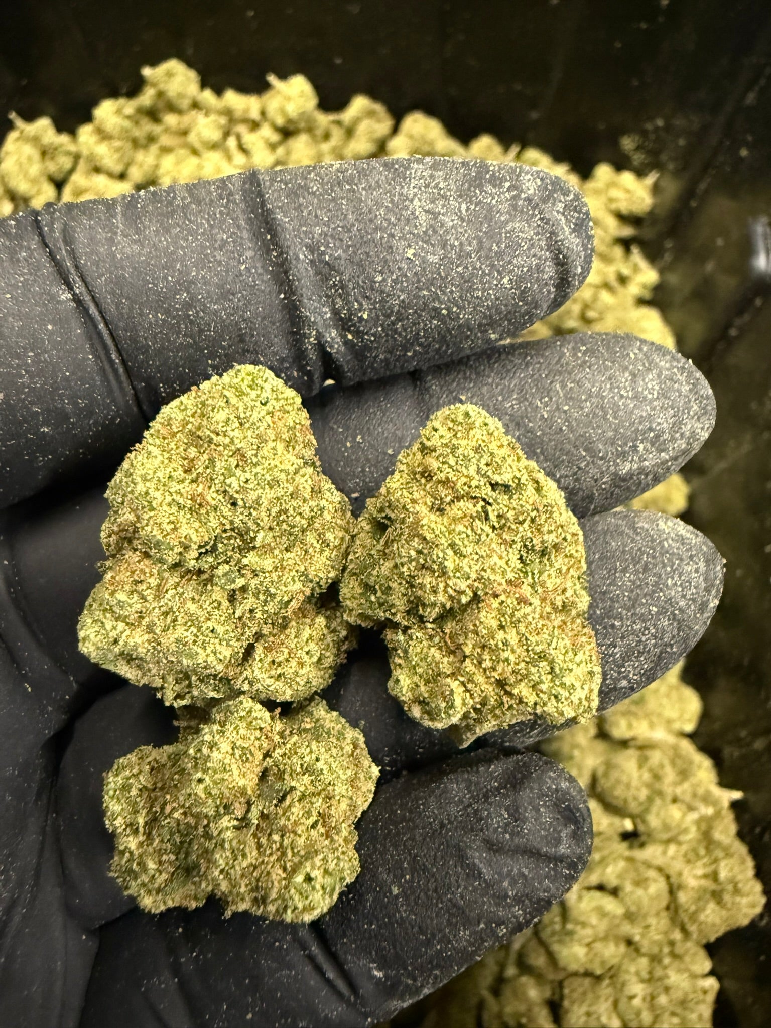 Yellow Zushi Smalls - Damn Good | Legal Cannabis