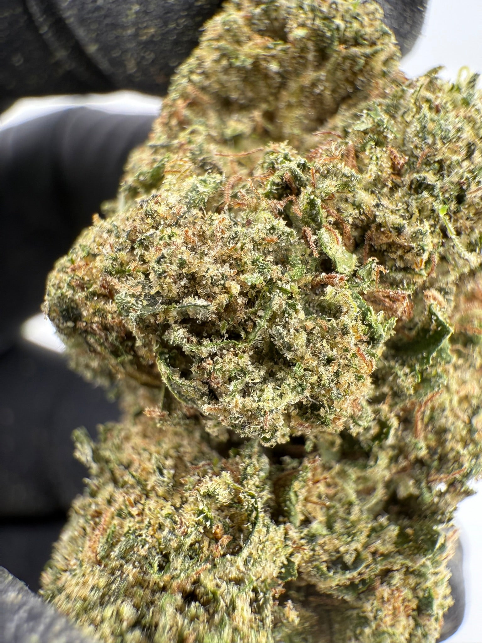 Lip Smackerz - Damn Good | Legal Cannabis