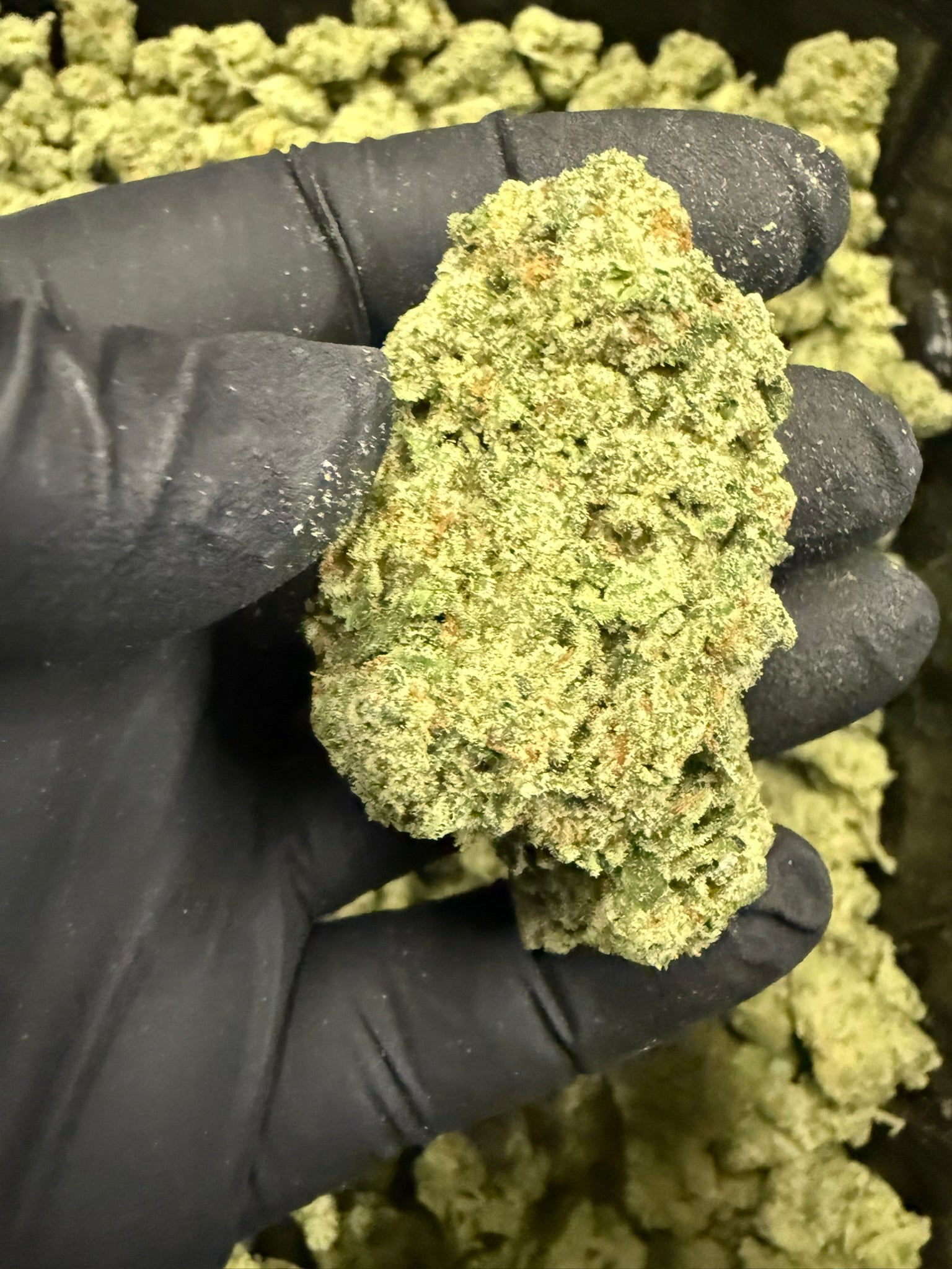 Amnesia Lemon - Damn Good | Legal Cannabis