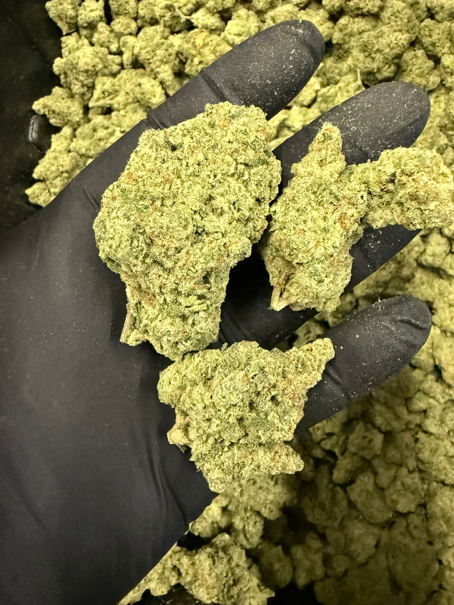 Amnesia Lemon - Damn Good | Legal Cannabis