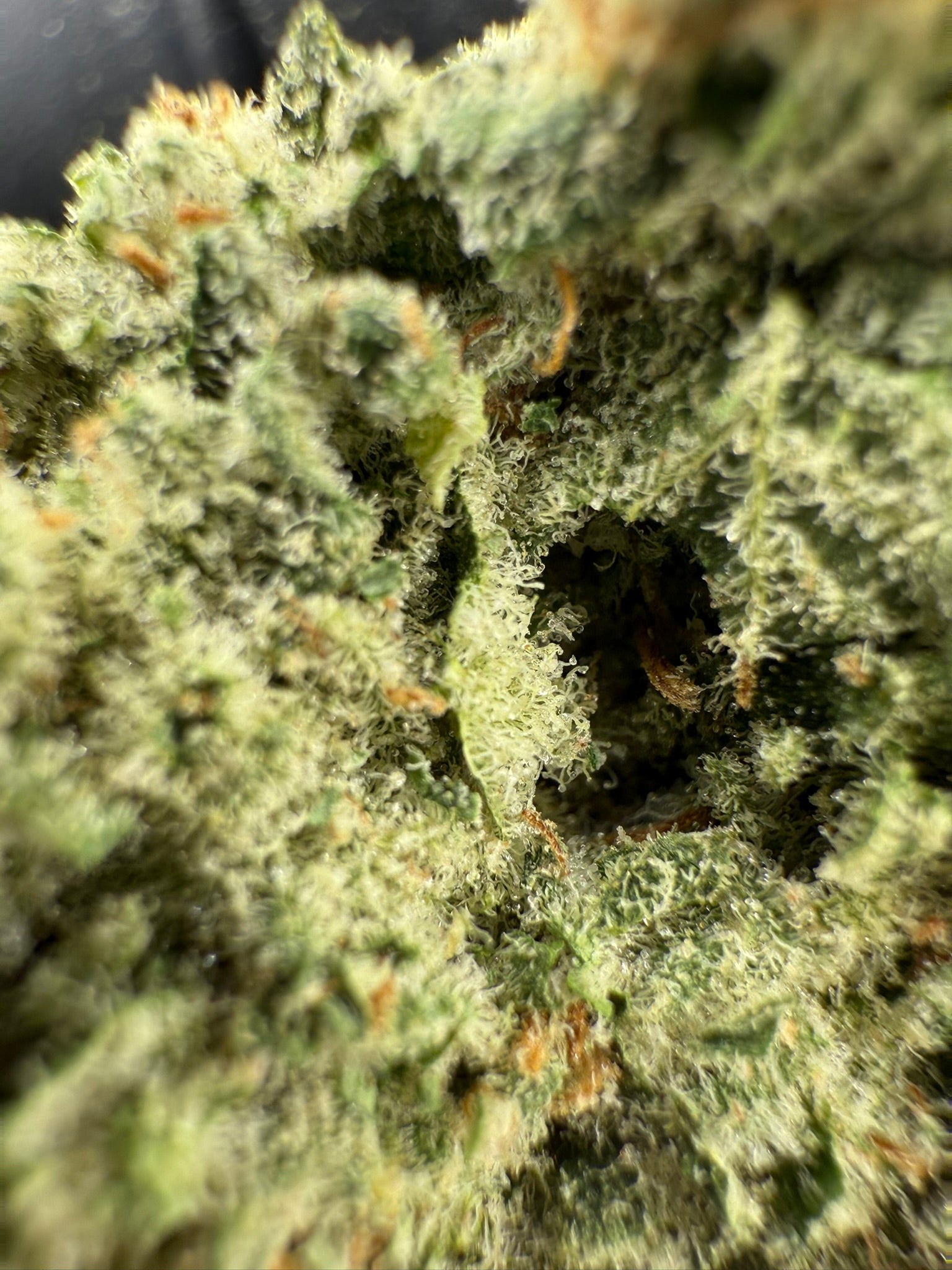 Amnesia Lemon - Damn Good | Legal Cannabis