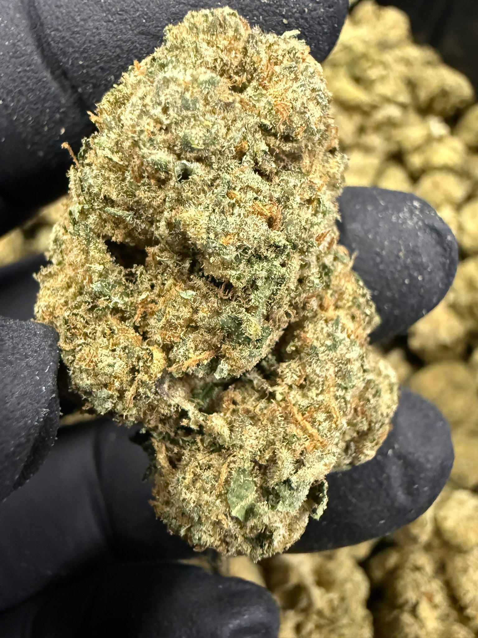 Biscotti - Damn Good | Legal Cannabis