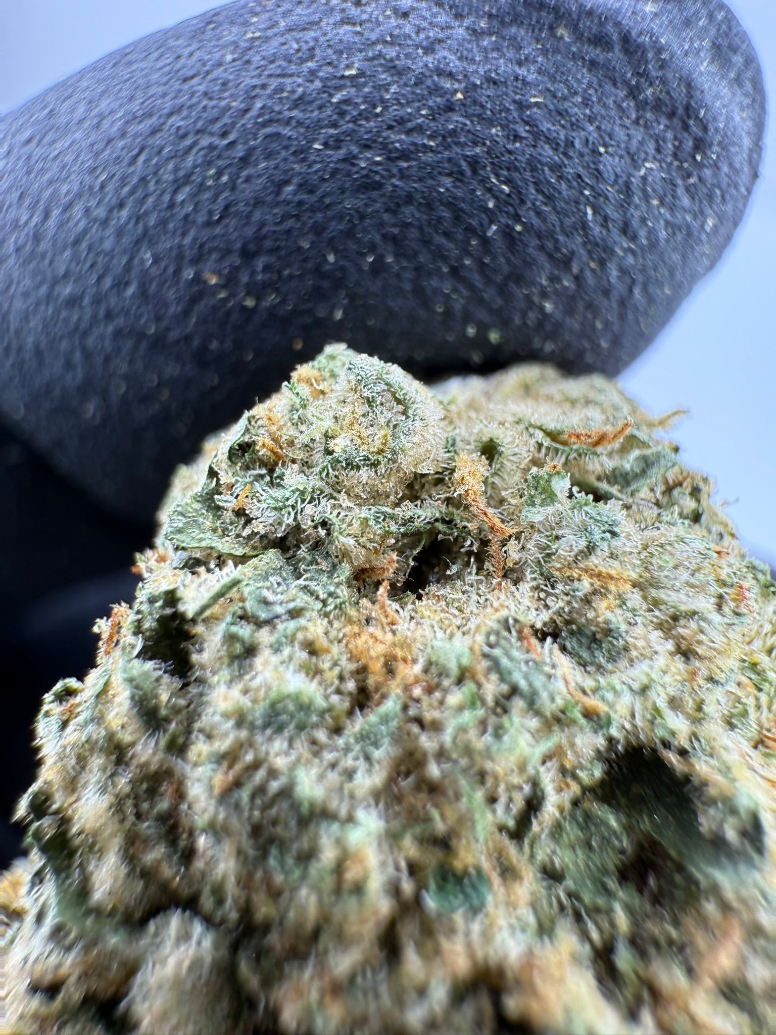 Biscotti - Damn Good | Legal Cannabis