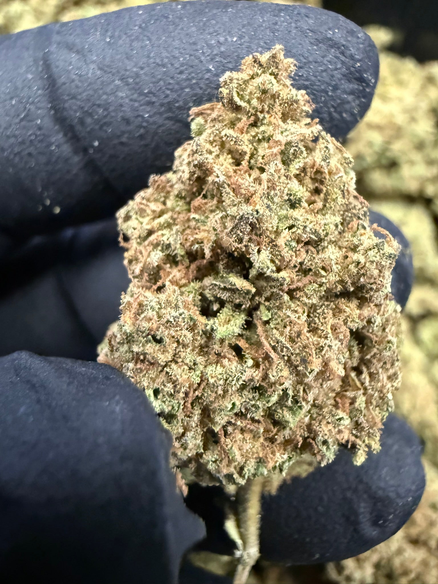 Mendo Breath - Damn Good | Legal Cannabis