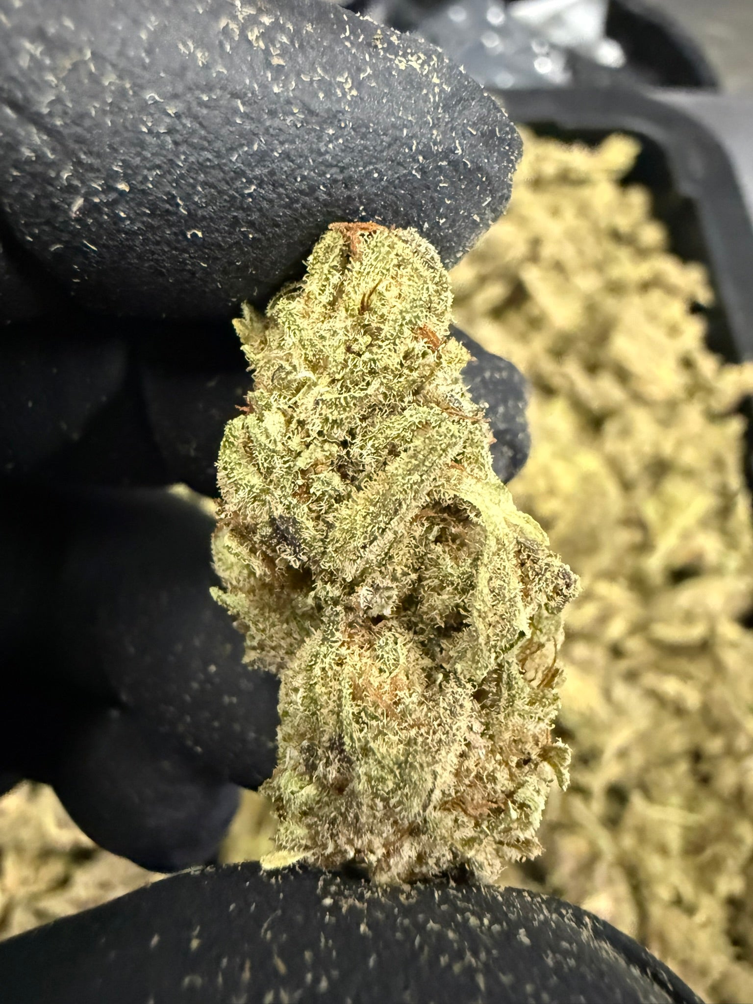 Dill Pickle - Damn Good | Legal Cannabis