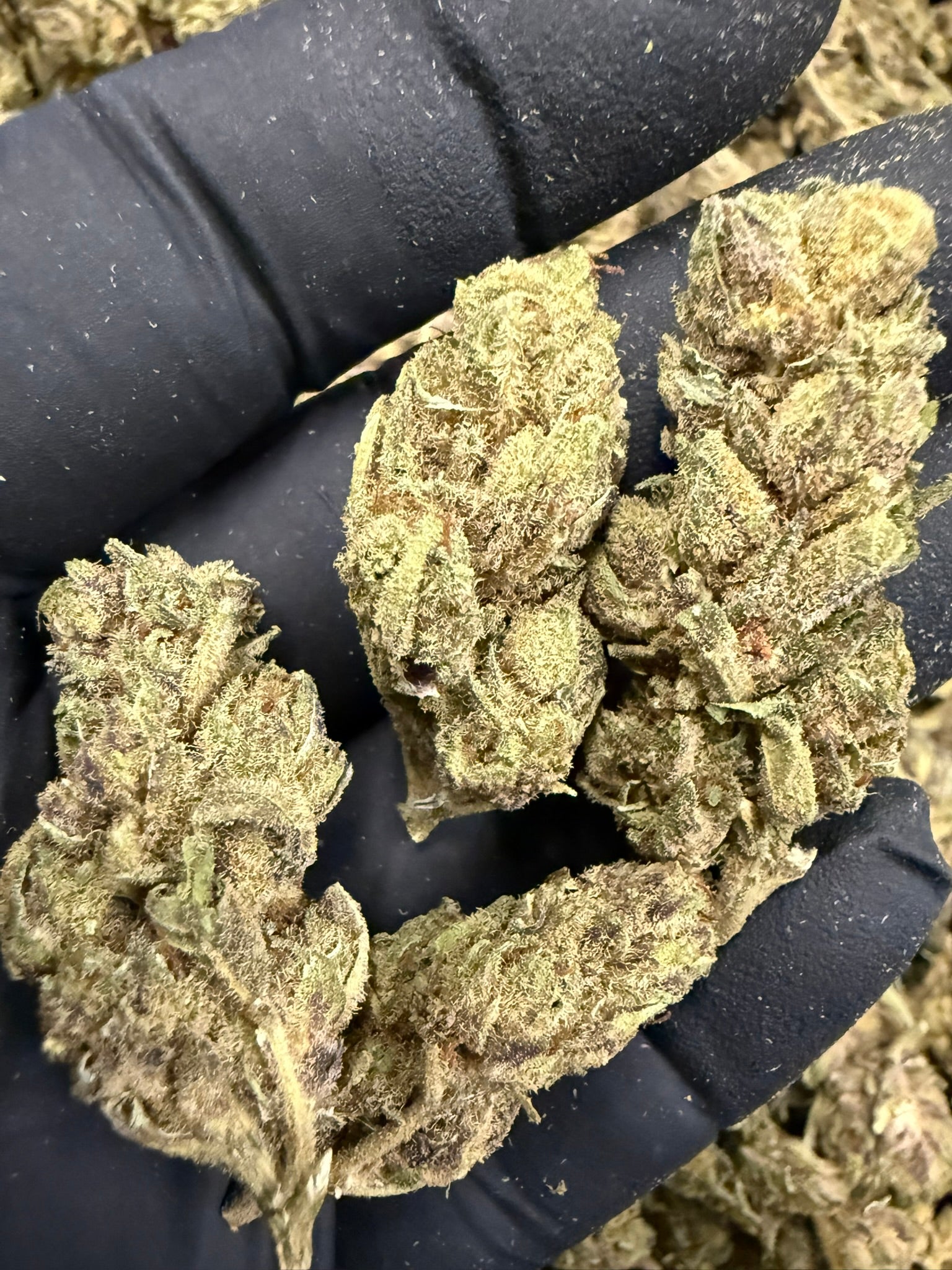 Dill Pickle - Damn Good | Legal Cannabis