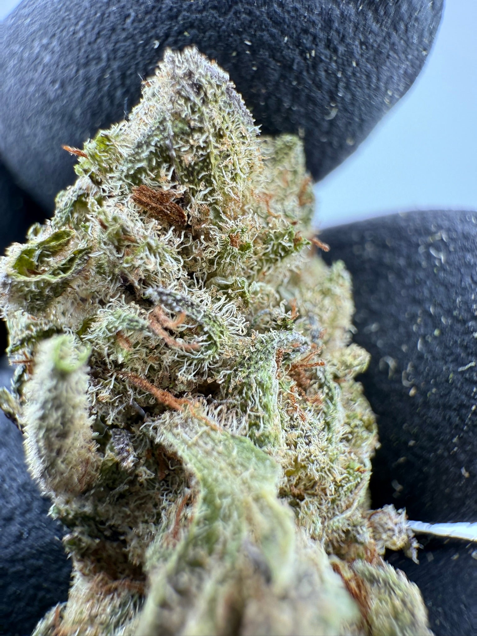 Dill Pickle - Damn Good | Legal Cannabis