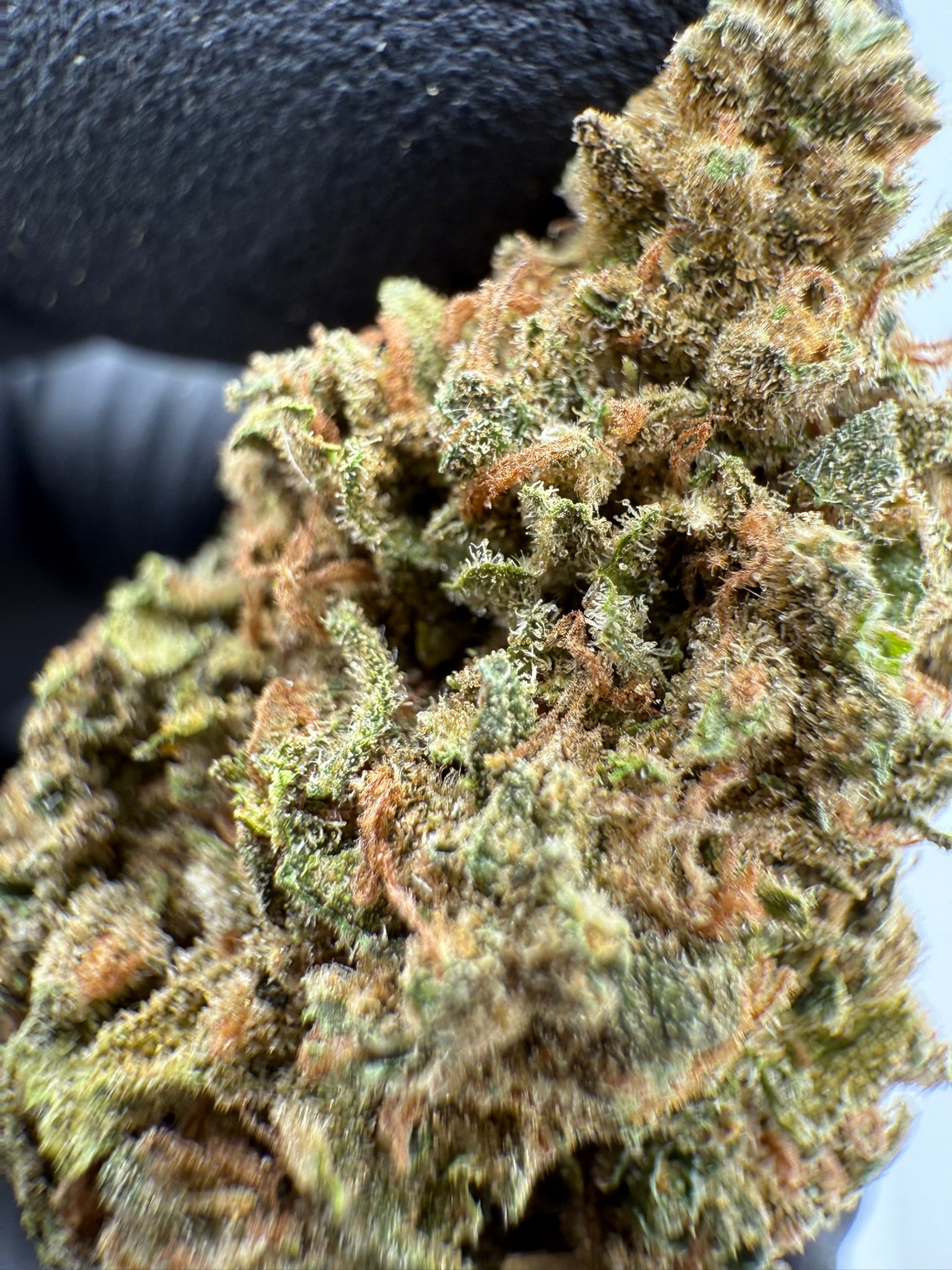 Froot By The Foot - Damn Good | Legal Cannabis