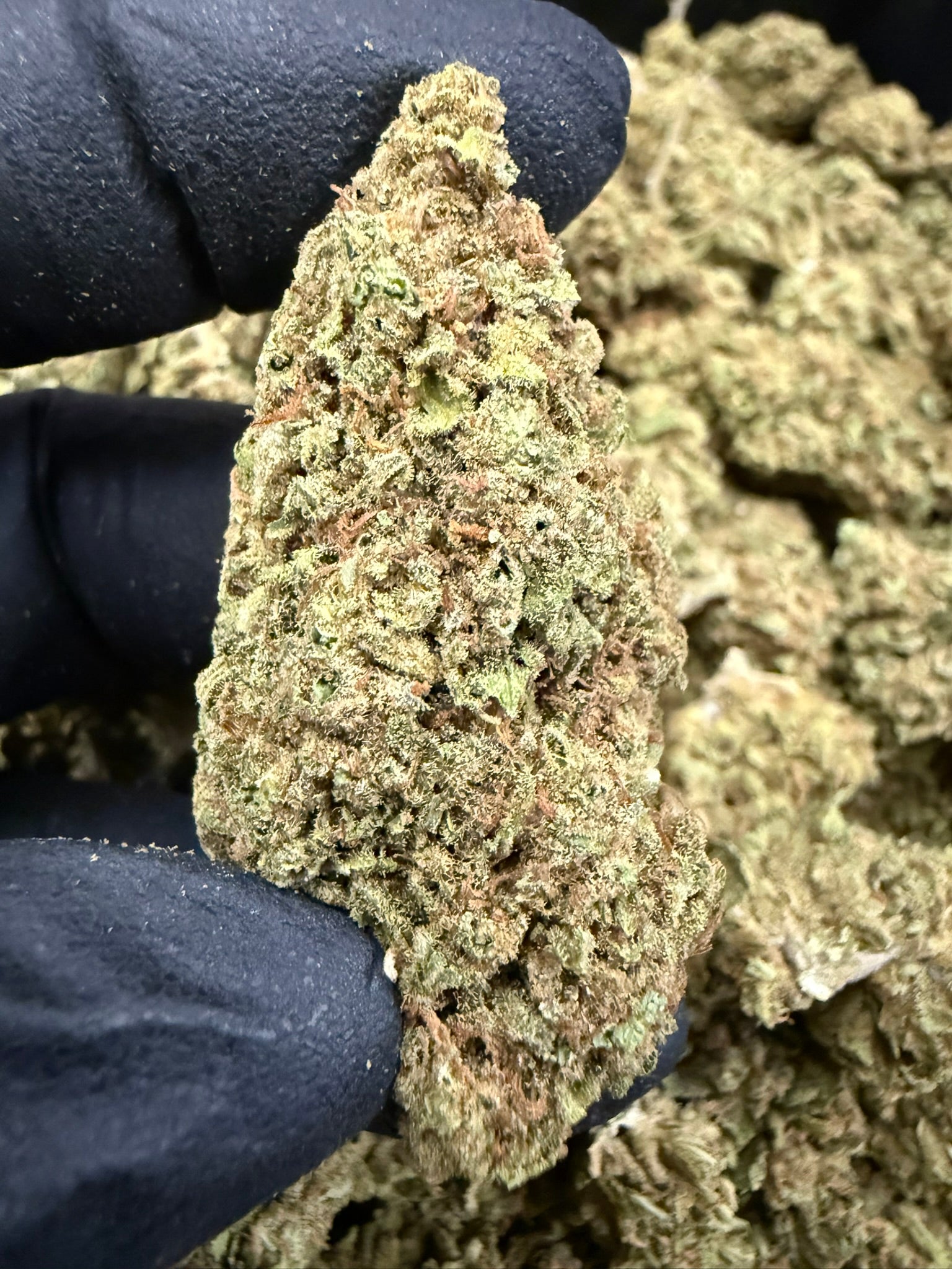 Zebra Stripes - Damn Good | Legal Cannabis