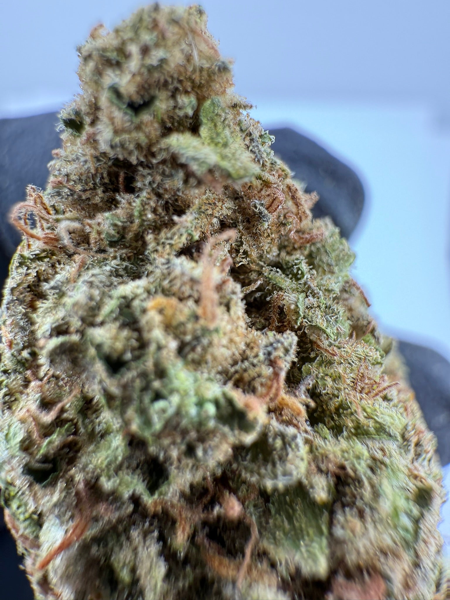 Zebra Stripes - Damn Good | Legal Cannabis